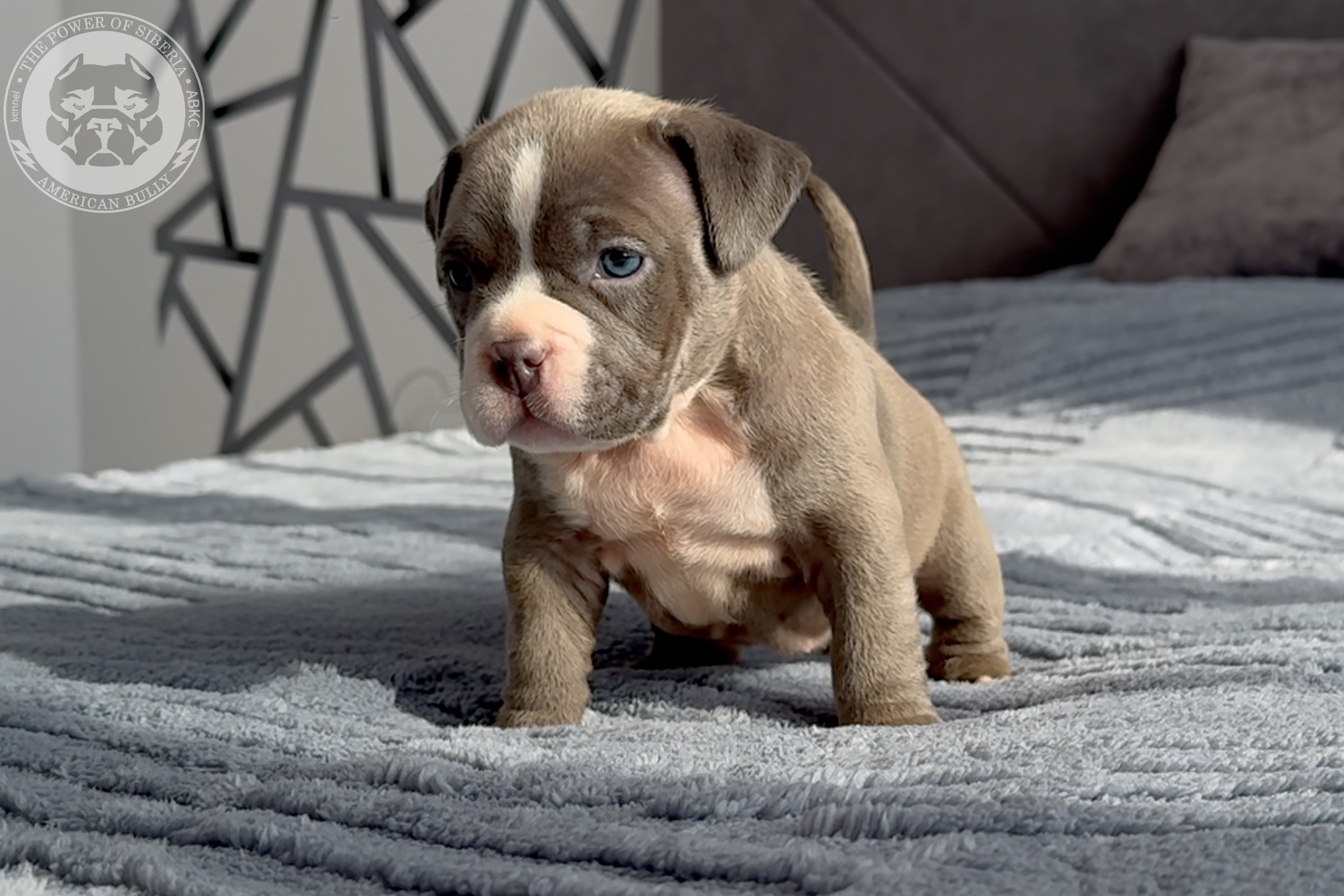 Свободные щенки Американский Булли стандарт и Свободные щенки Американский Булли классик. Американский Булли в г. Ростов-на-Дону. Питомник THE POWER OF SIBERIA