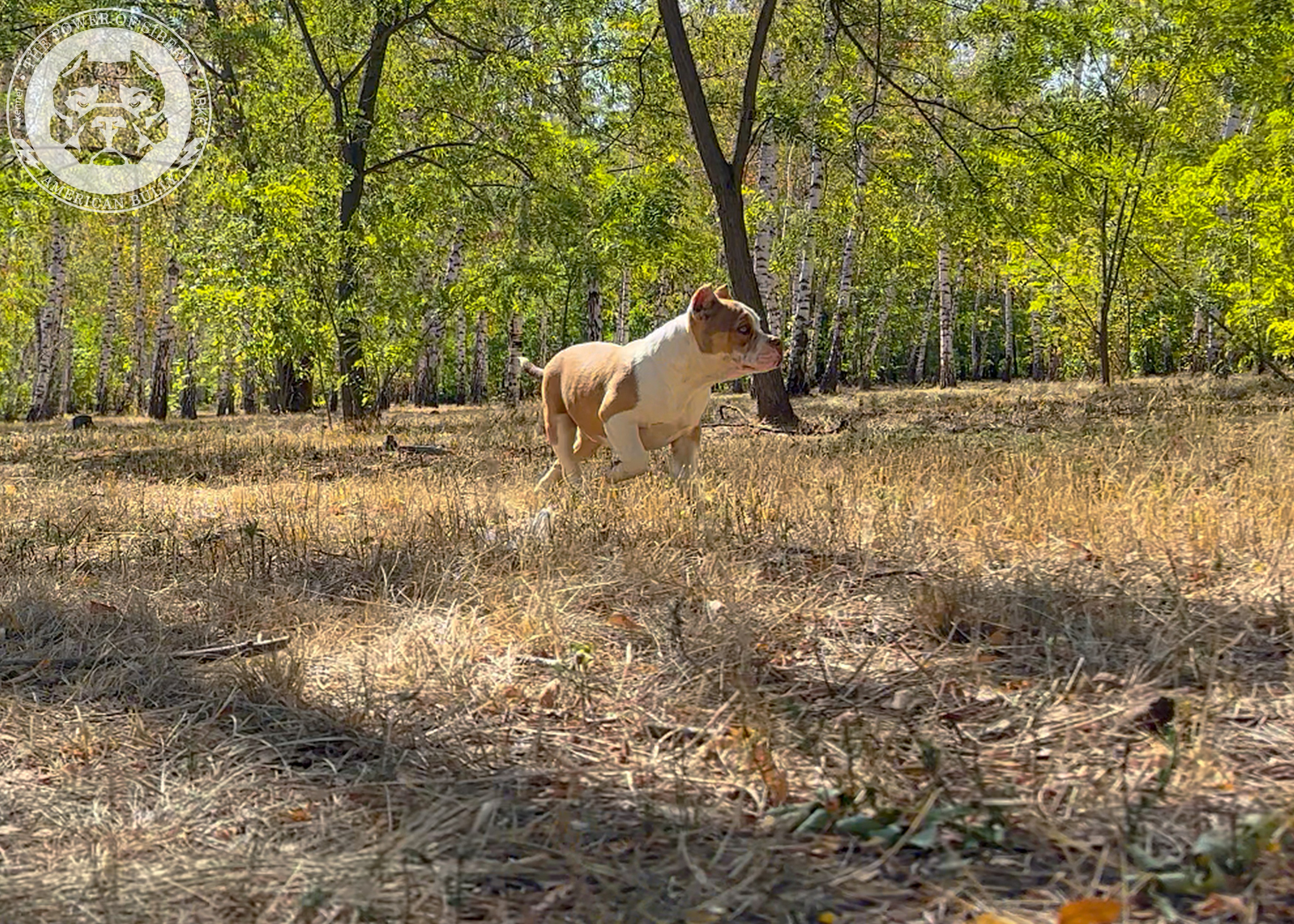 Помет Каспер и Тагира. 21.04.25. Американский Булли в г. Ростов-на-Дону. Питомник THE POWER OF SIBERIA