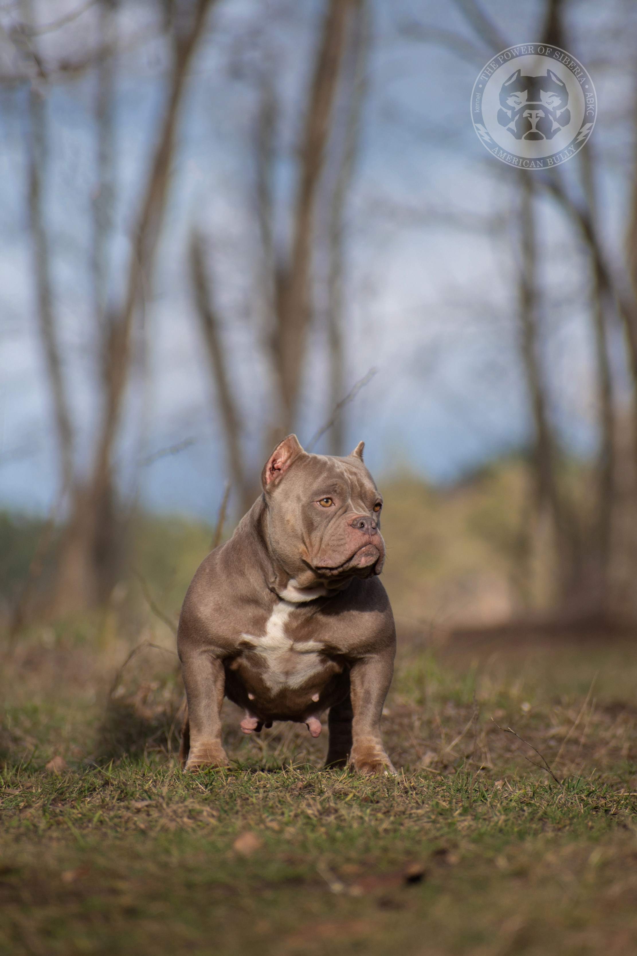 продажа щенков Амбулли в Тольятти