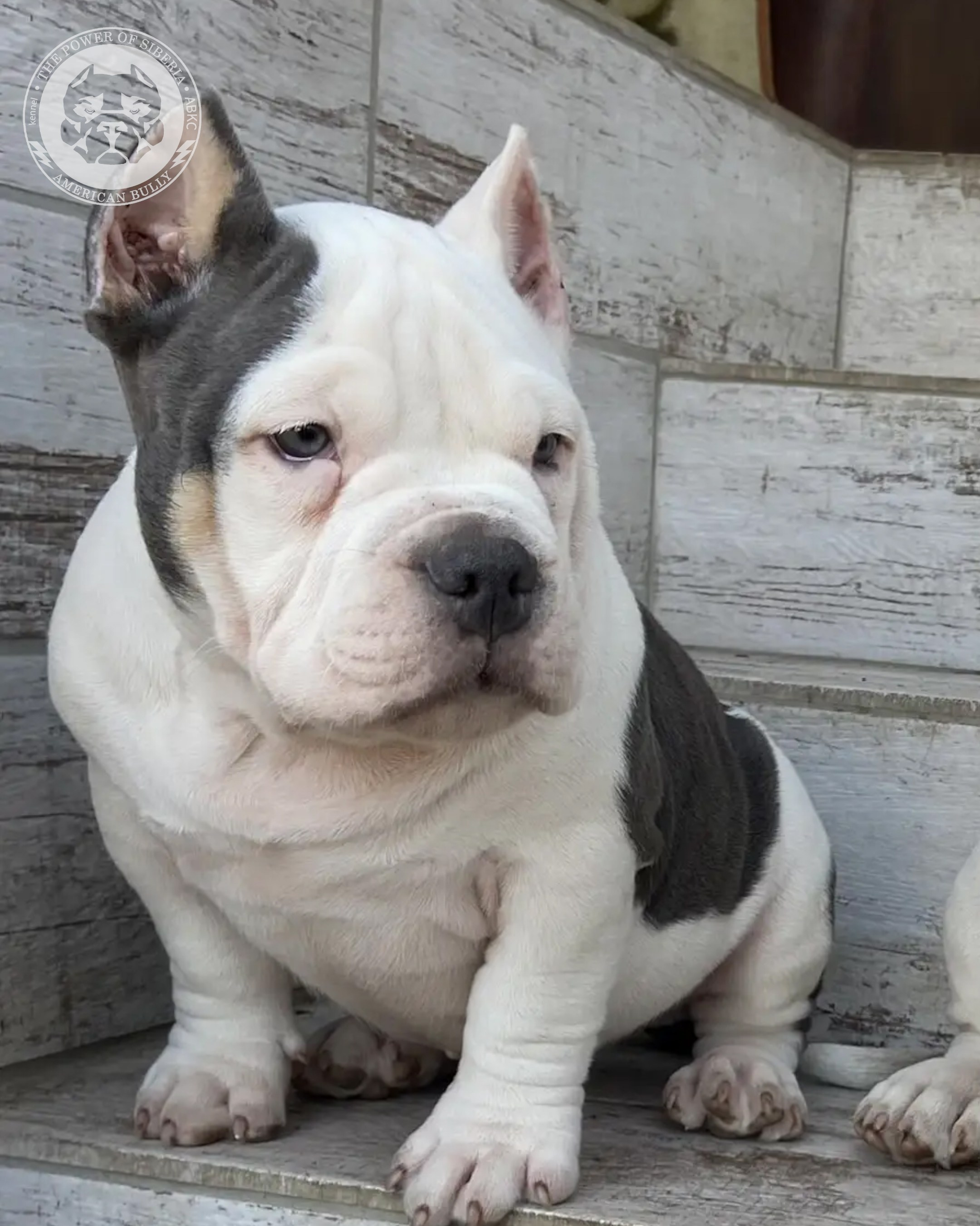 Свободные щенки Американский Булли, в типах покет, классик, стандарт. Американский Булли в г. Ростов-на-Дону. Питомник THE POWER OF SIBERIA