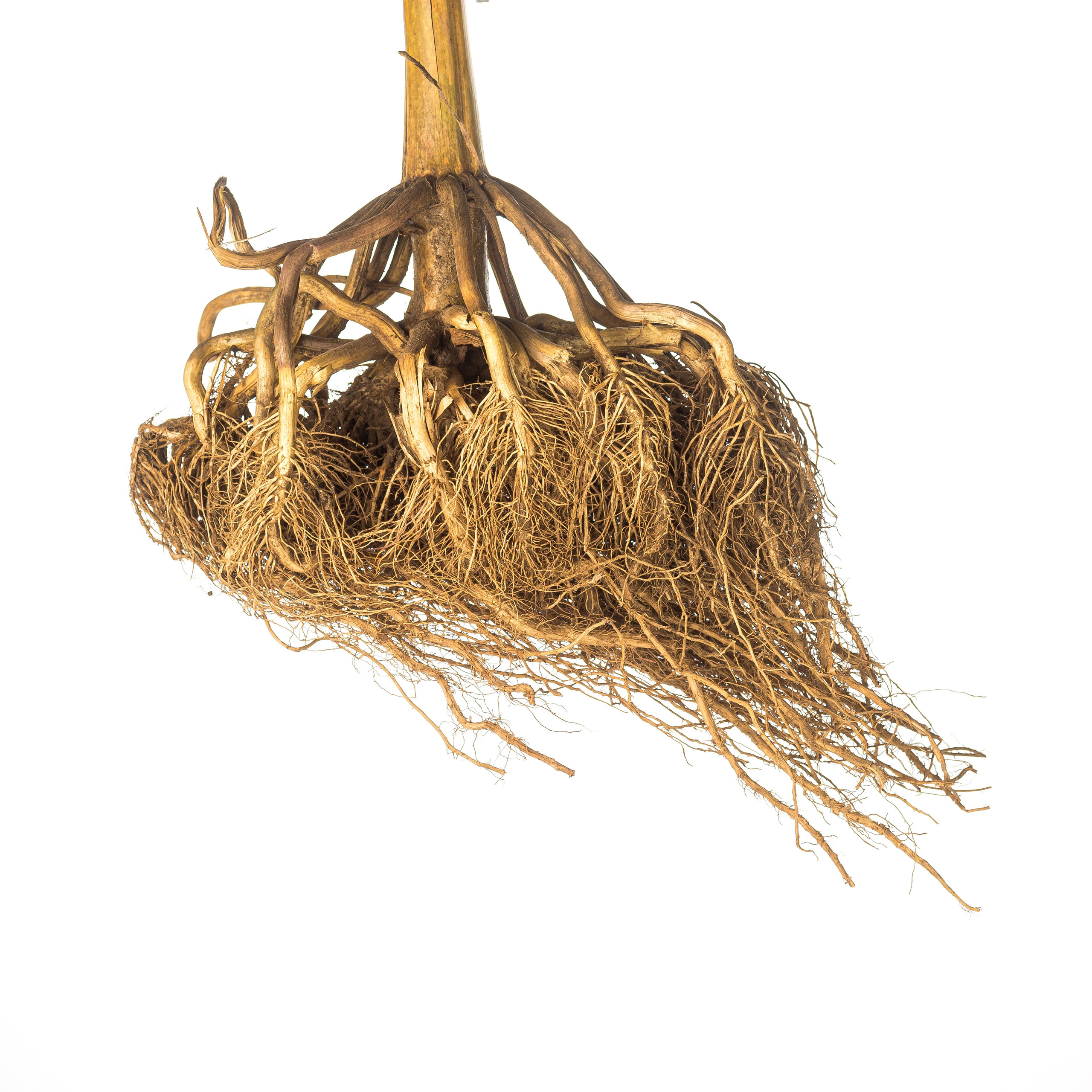 Предметная фотосъемка. Фотограф Дмитрий Блюдой