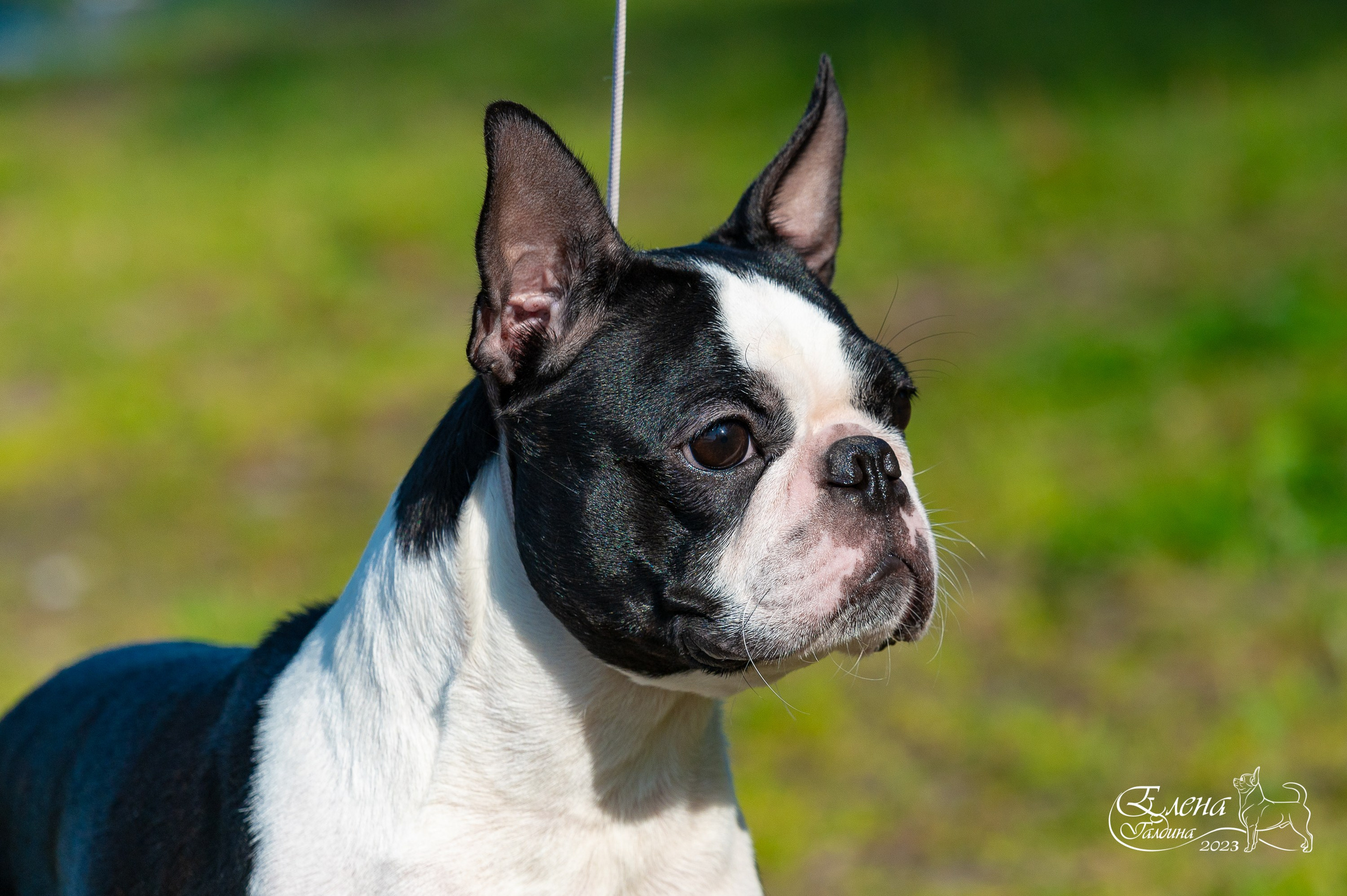 Главная. Фотограф анималист Елена Галдина г. Красноярск