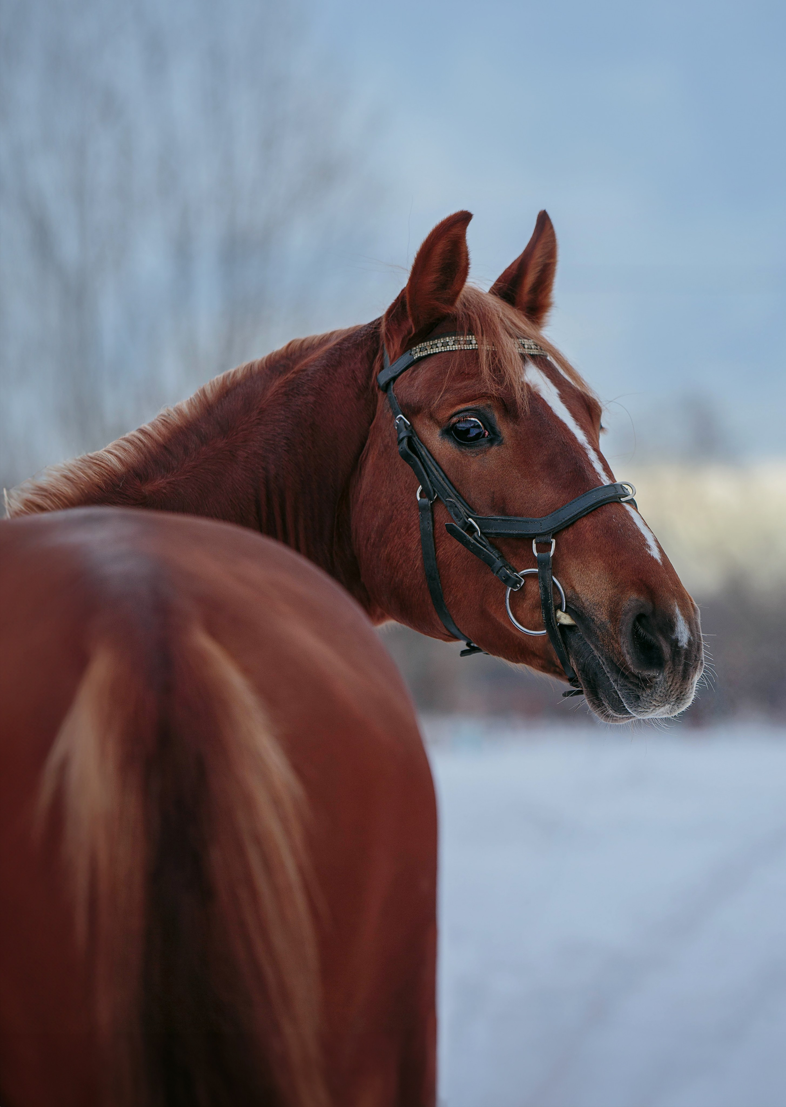 Лошади зимой. Конный фотограф в Красноярске — Любовь Похабова