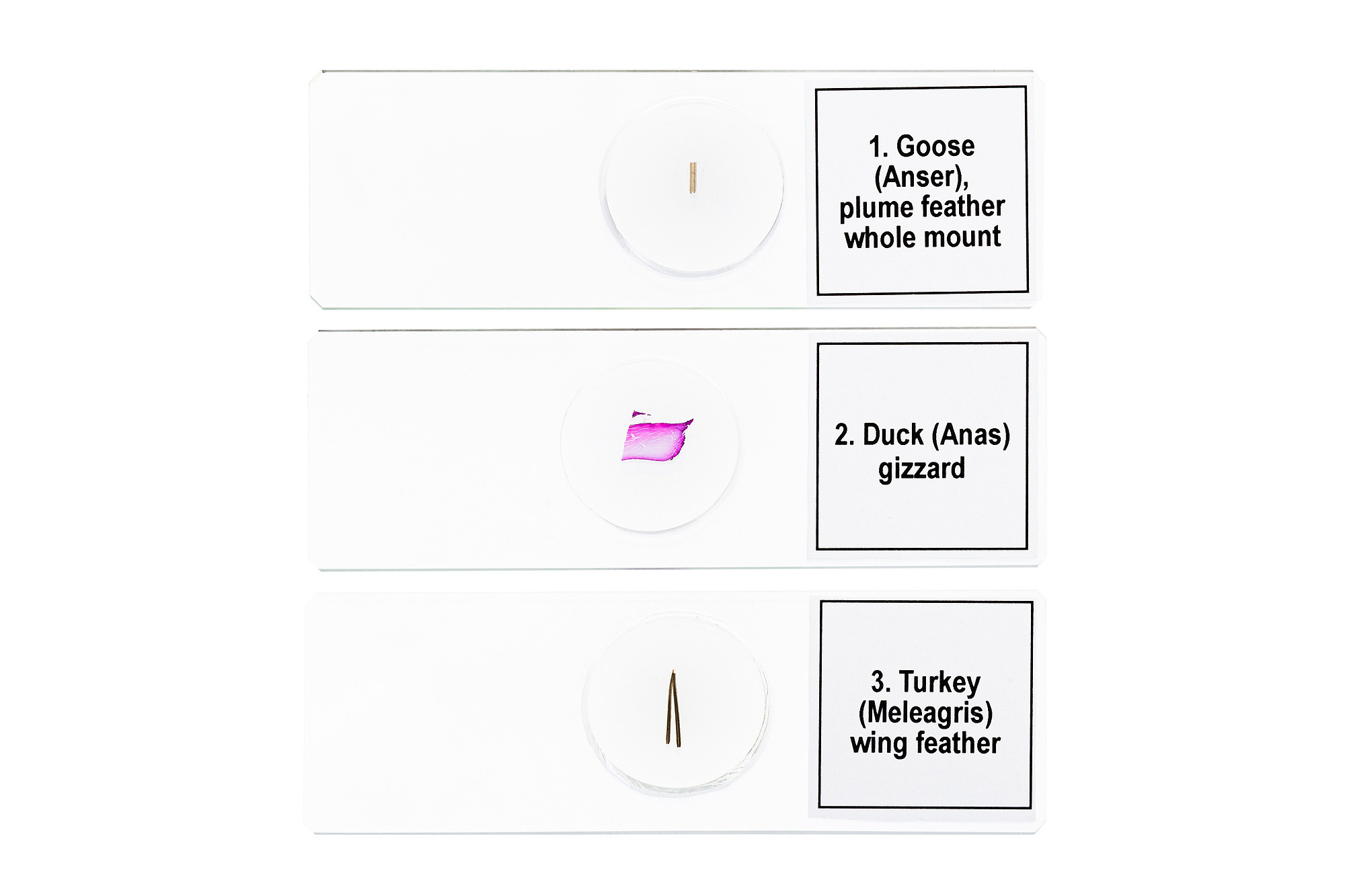 Levenhuk: фотосъемка микропрепаратов. Рекламный и предметный фотограф Марченков Антон