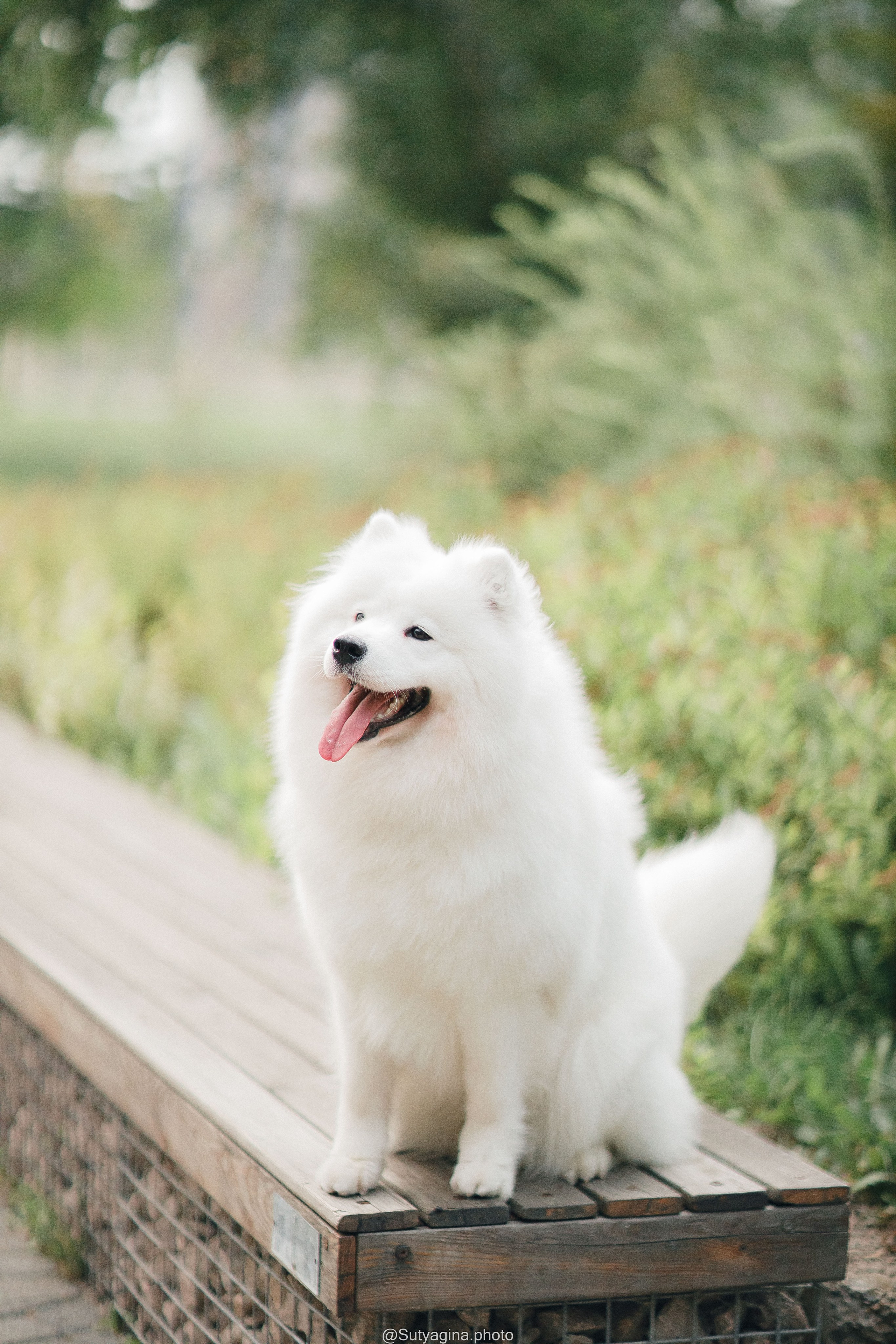 Самоед Рея. Свадебный и женский фотограф