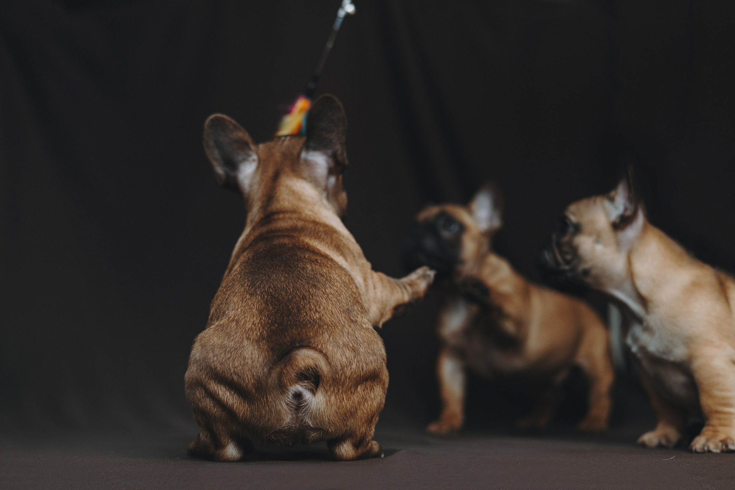 Щеночки. Фотограф — анималист Владивосток, Алина