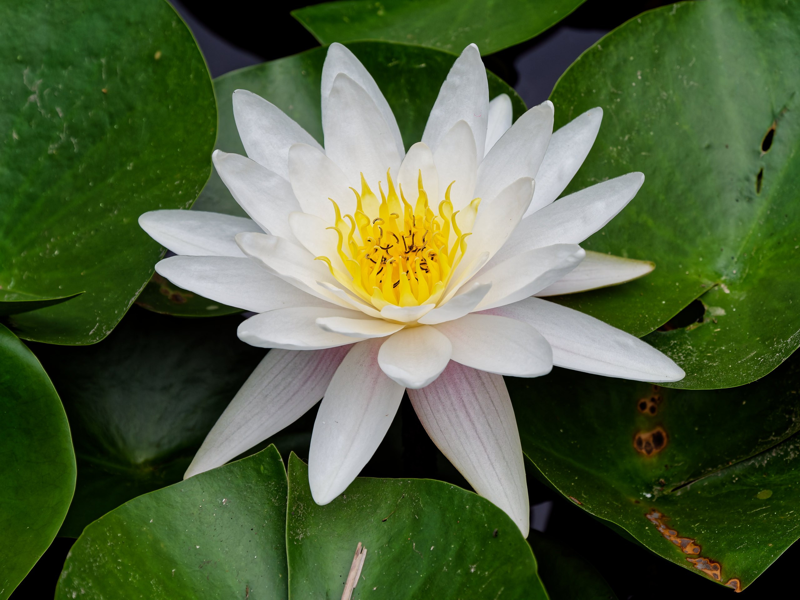 Хайнань 2026, флора, цветы и деревья. Фотопрогулки по Миру