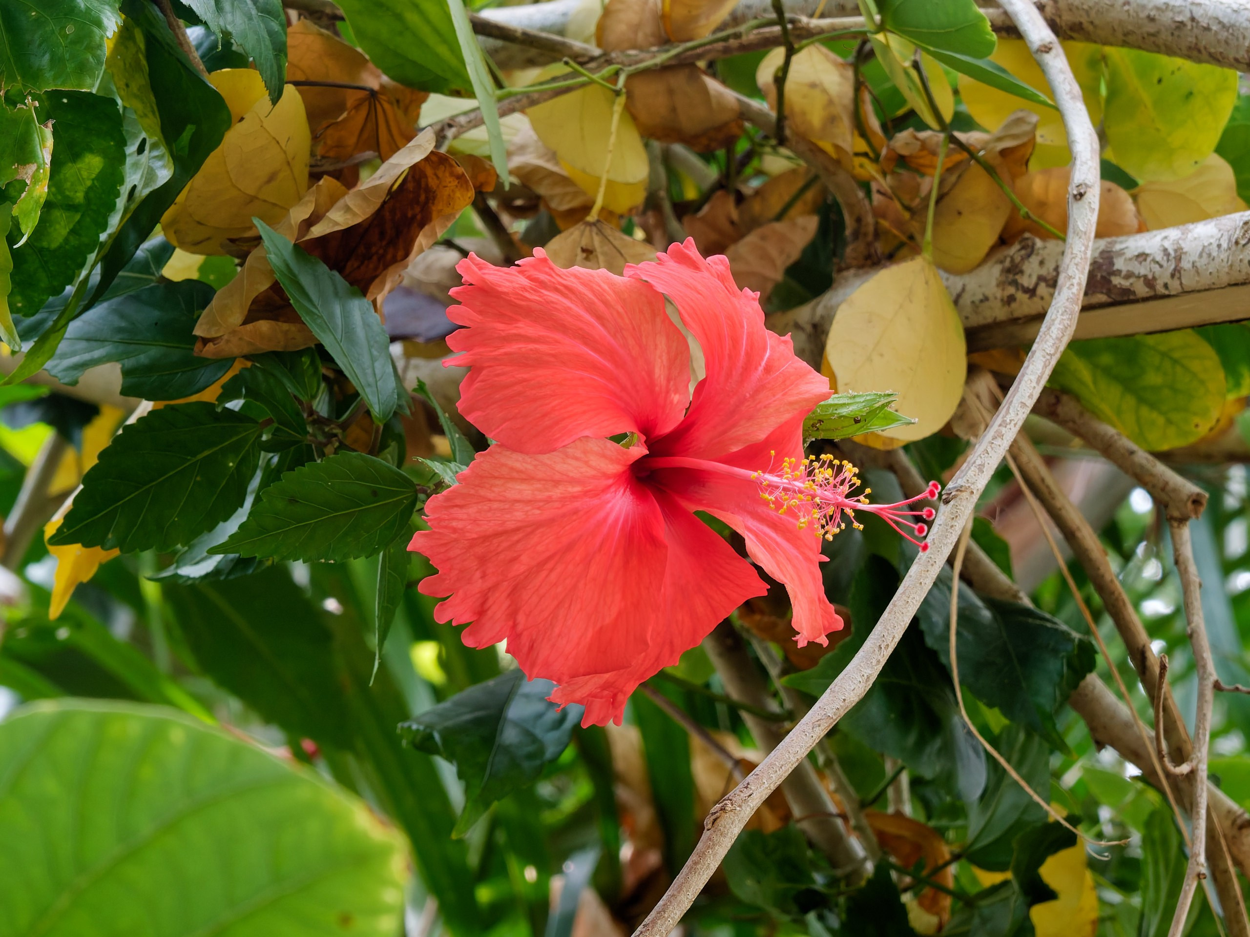 Хайнань 2026, флора, цветы и деревья. Фотопрогулки по Миру