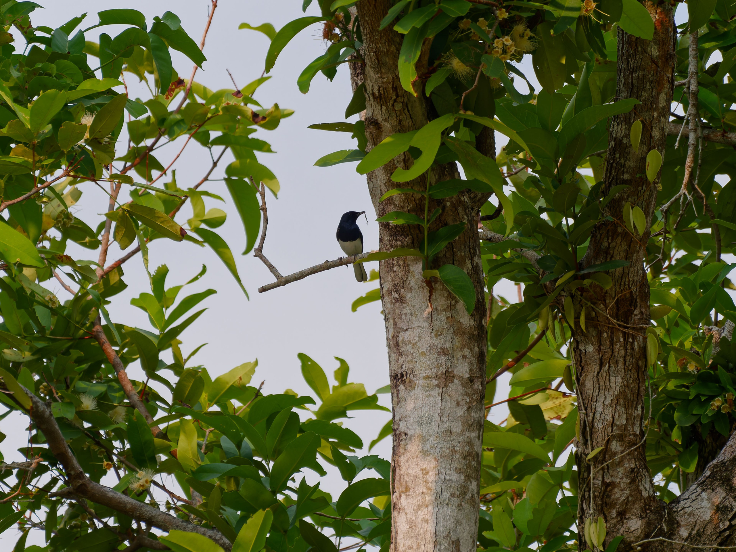 Хайнань 2026, птицы острова. Фотопрогулки по Миру