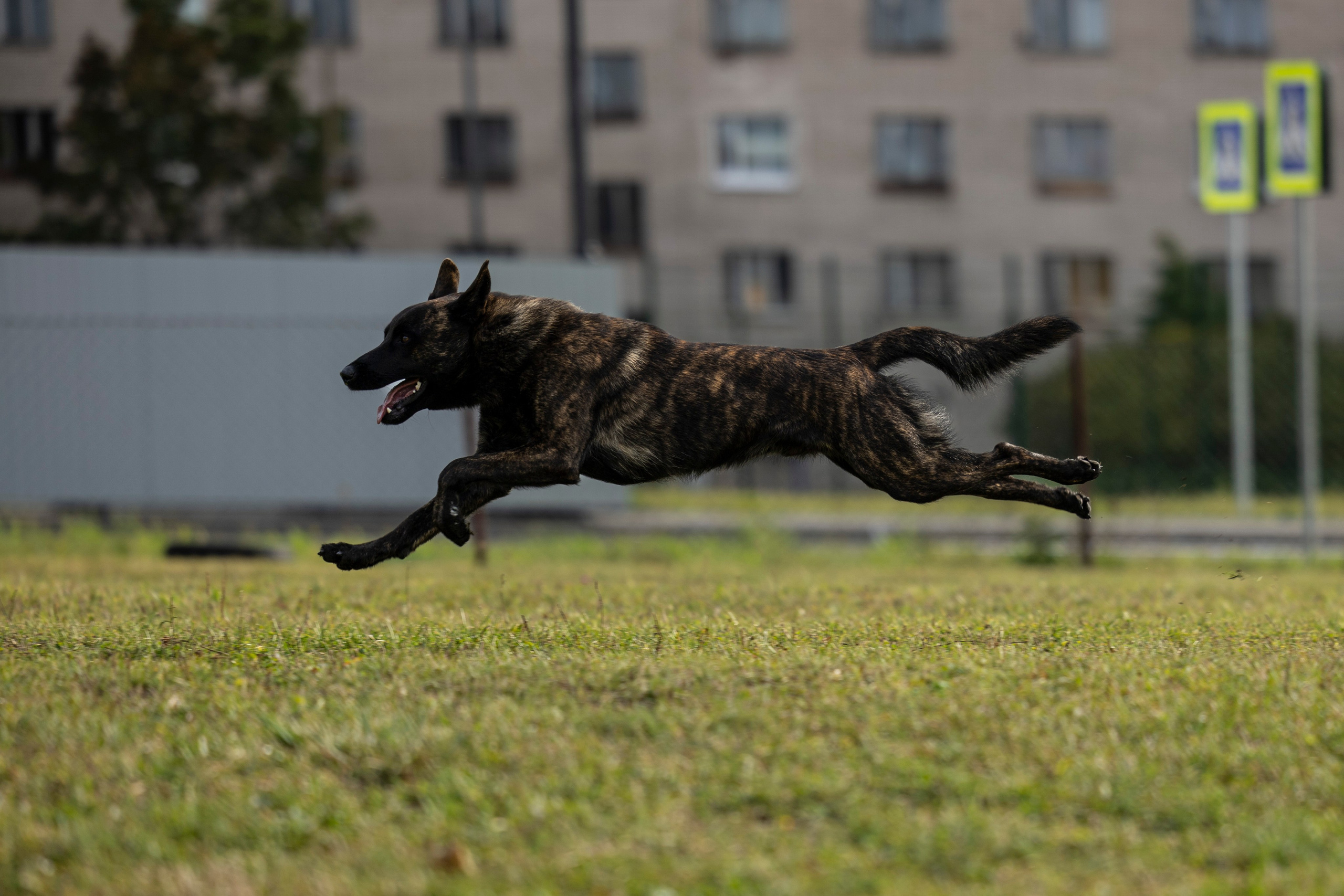 Испытания по Мондьорингу г. Пушкин. Фотограф-анималист Анна Маринич