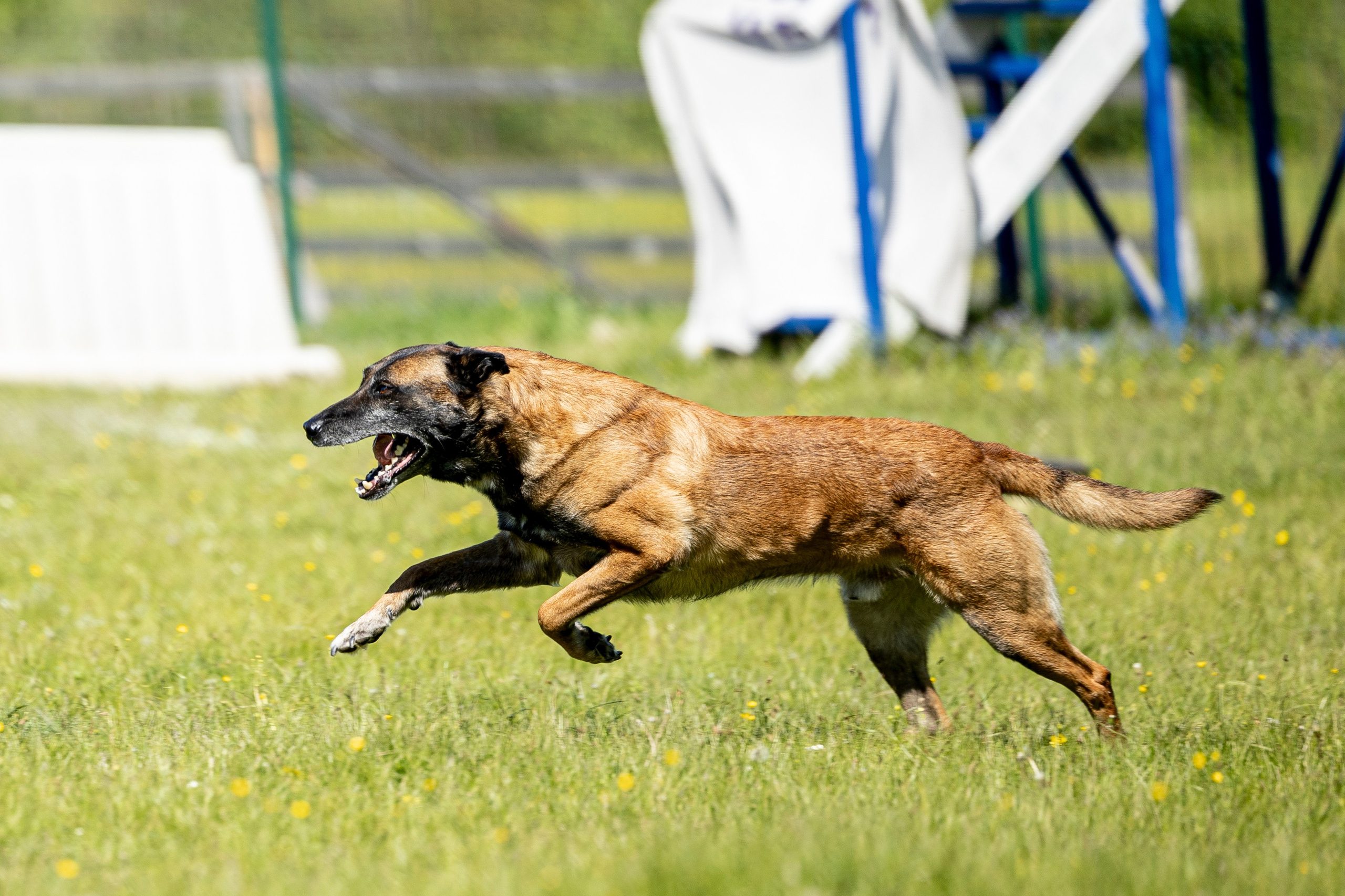 Испытания по мондьорингу в Нижнем Новгороде. Фотограф-анималист Анна Маринич