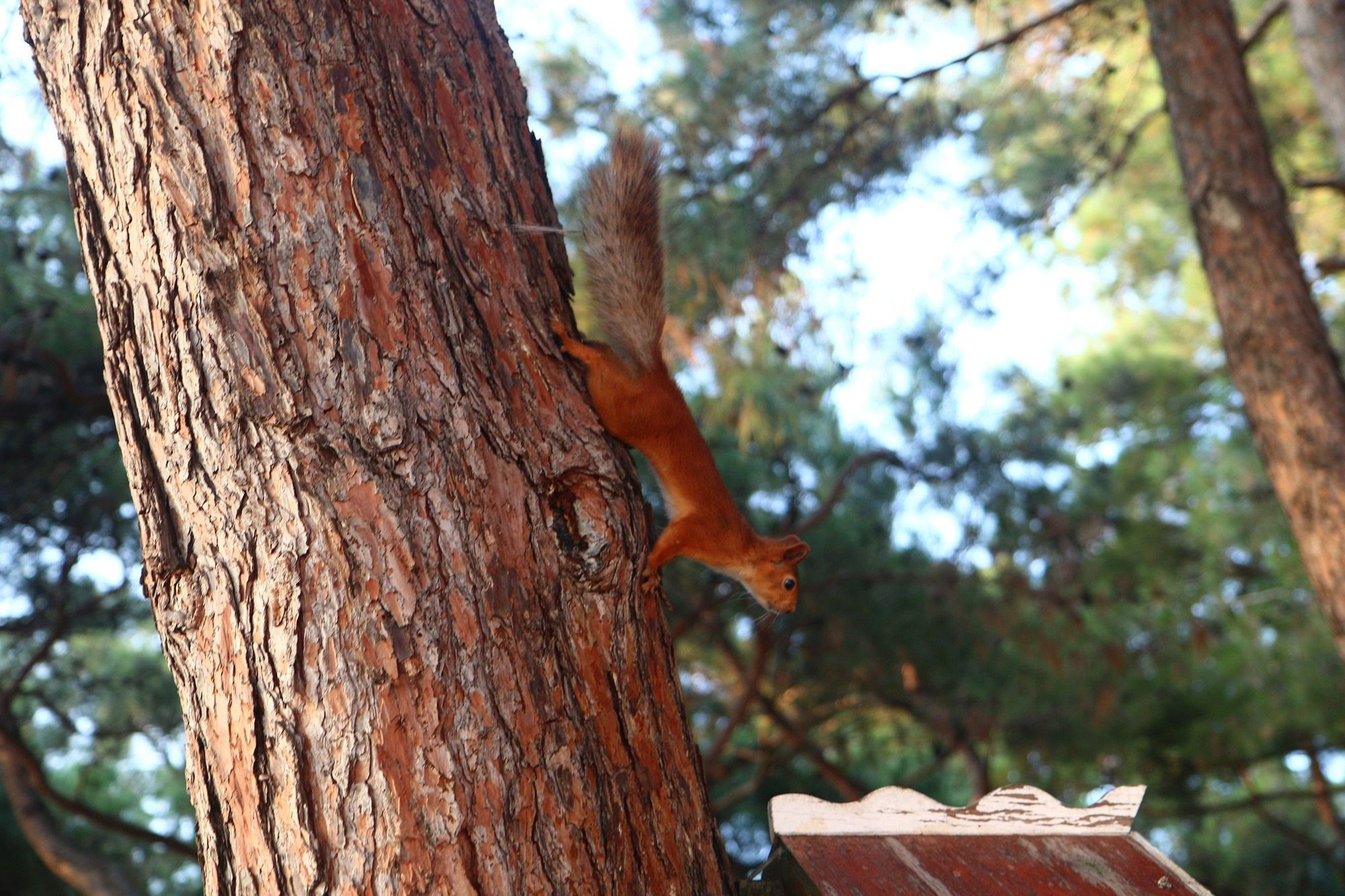 Геленджик 2016 г. Улица, люди, жизнь…