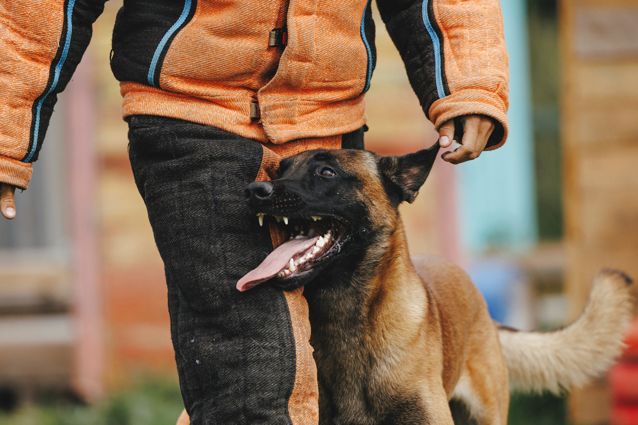 08.08.25-10.08.25 ЧР по мондьорингу г. Вологда. Фотограф-анималист Анна Маринич