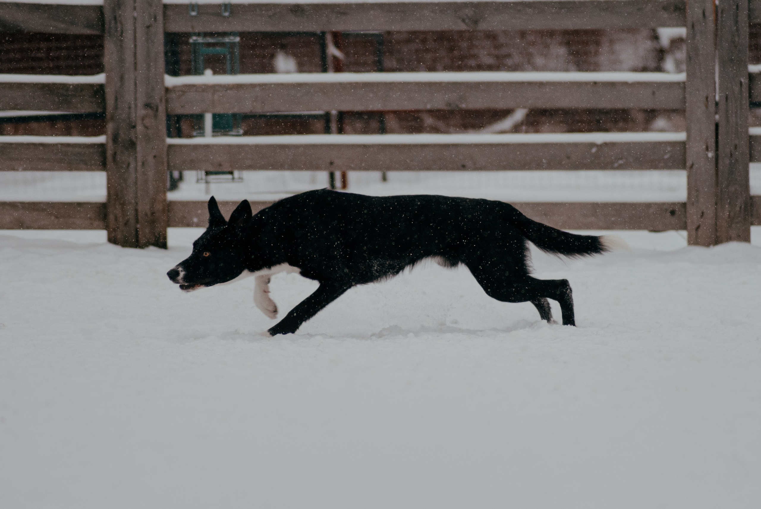 Пастьба. Фотограф в Тюмени Лизавета Сапицкая