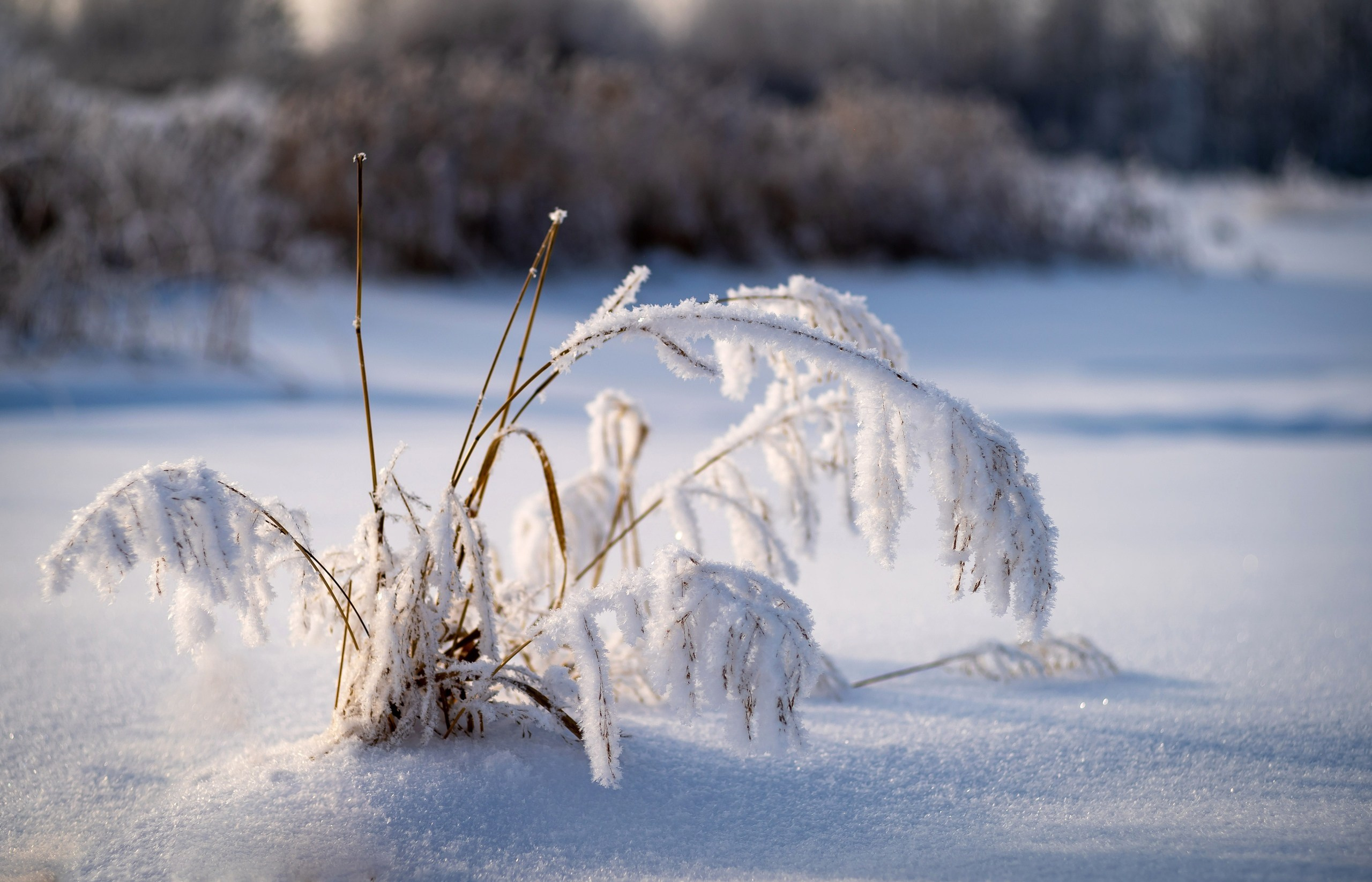 ФЕСС-ФОТО/ВИДЕО