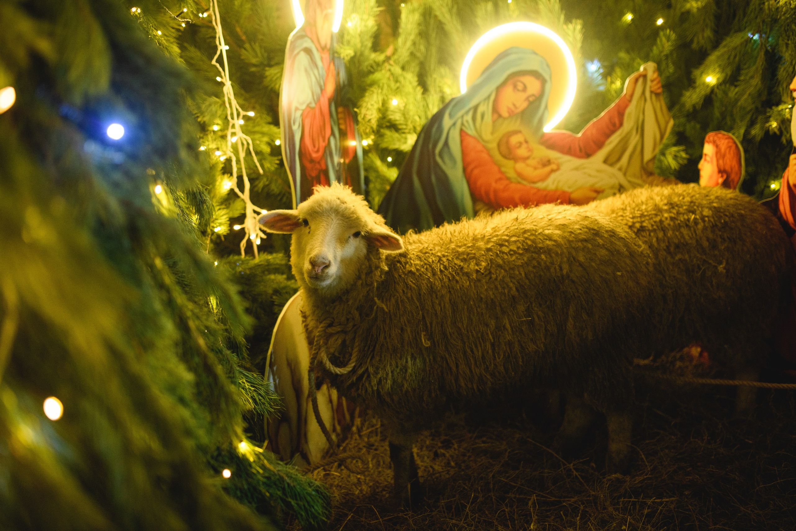 Рождество Христово 7.01.2024. Семейный и свадебный фотограф в Феодосии и Коктебеле
