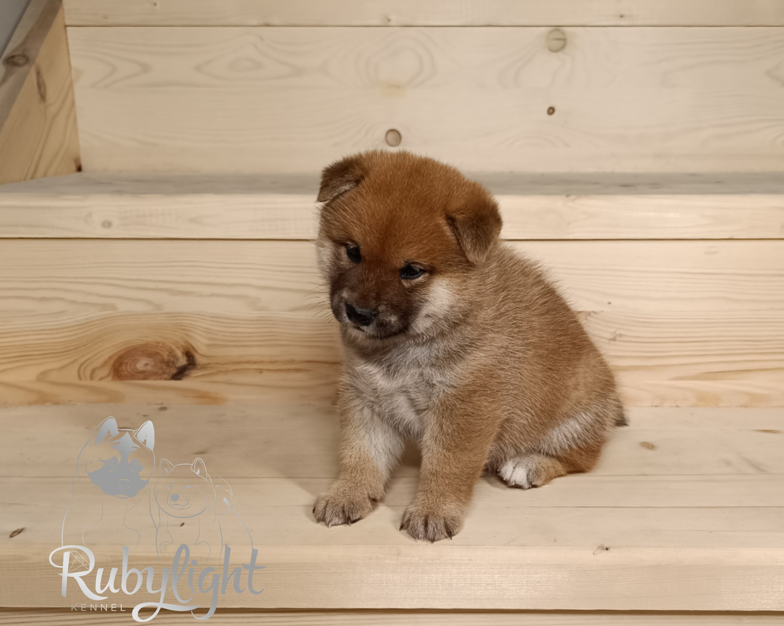 Сиба Rubylight Everest питомник Рубилайт 