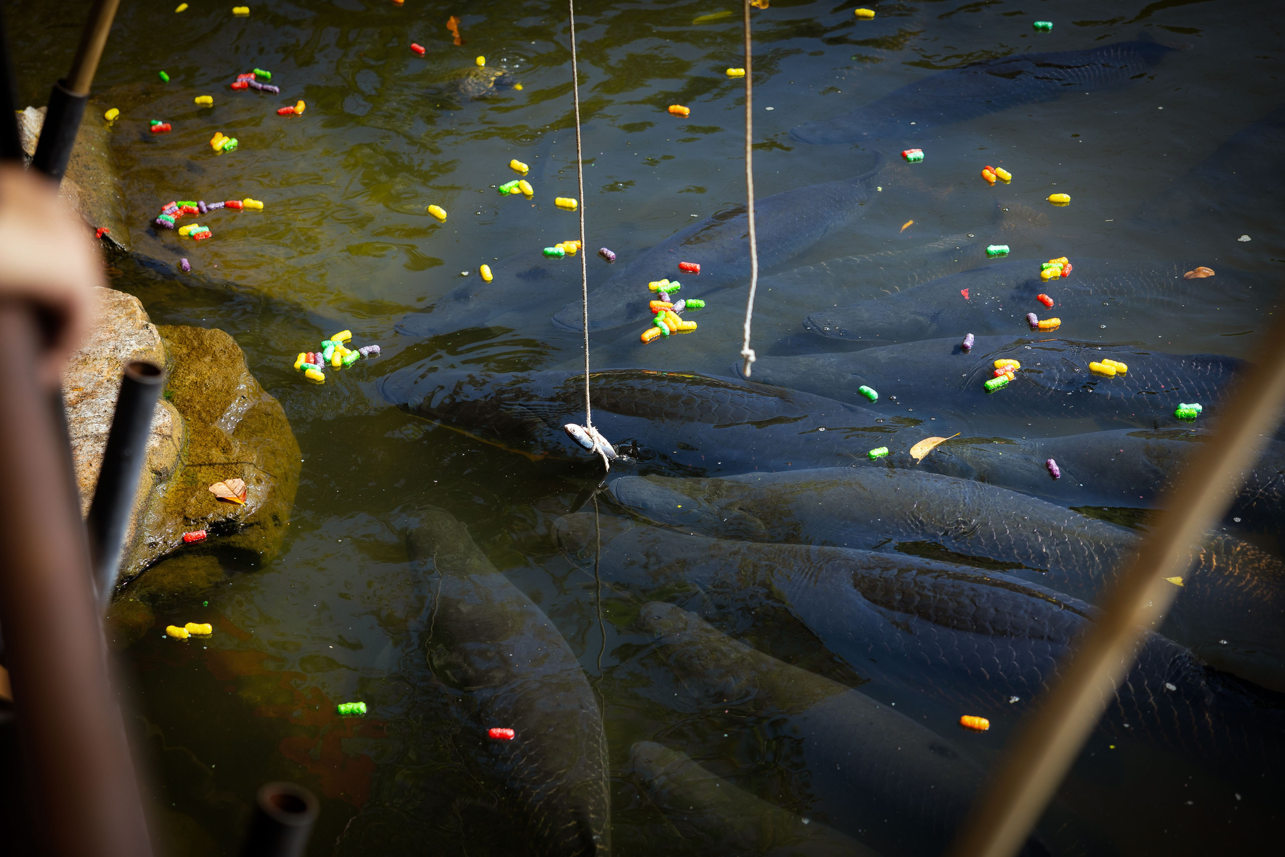 Таиланд (зима 2025). Фотограф Виноградов Константин