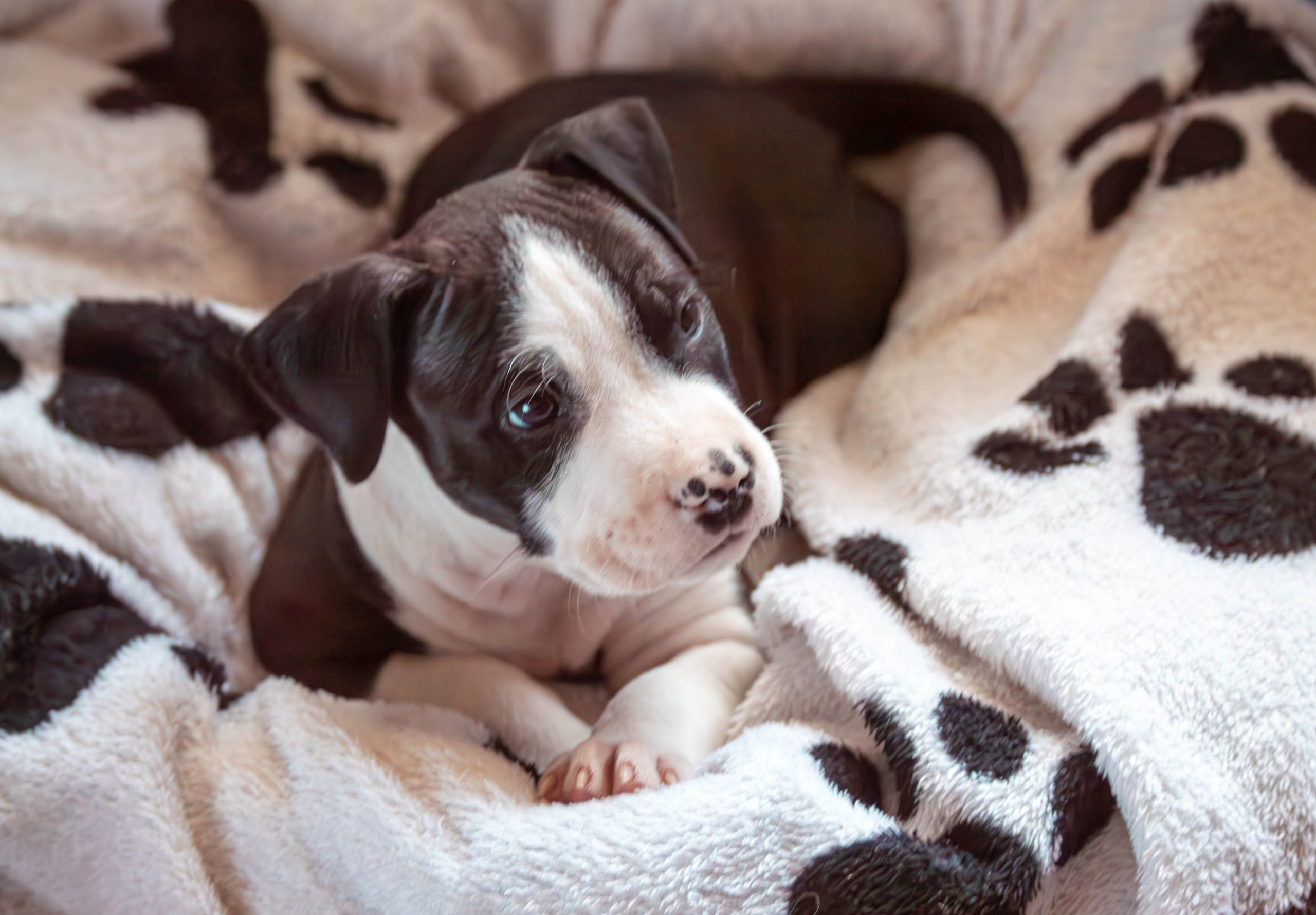 Фотосессия щенков от 7-и дней в стиле ньюборн. Фотограф анималист — Тула, Москва