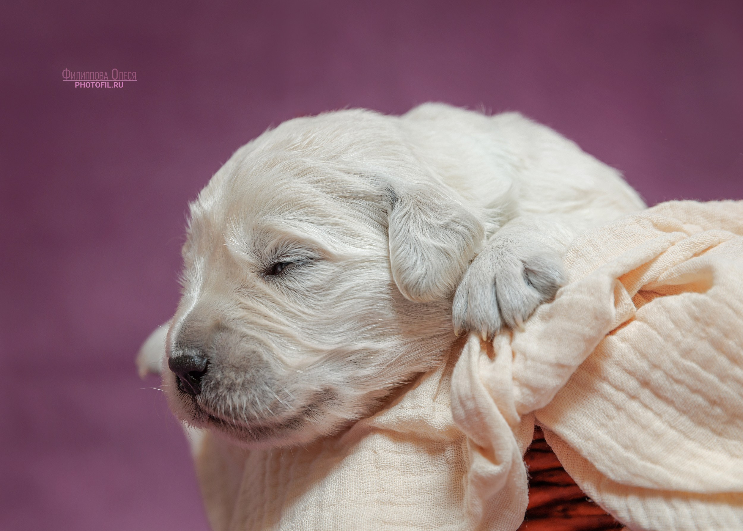 Нежные фото щенков Золотистого ретривера для питомника Aldis Zheneris. Главная