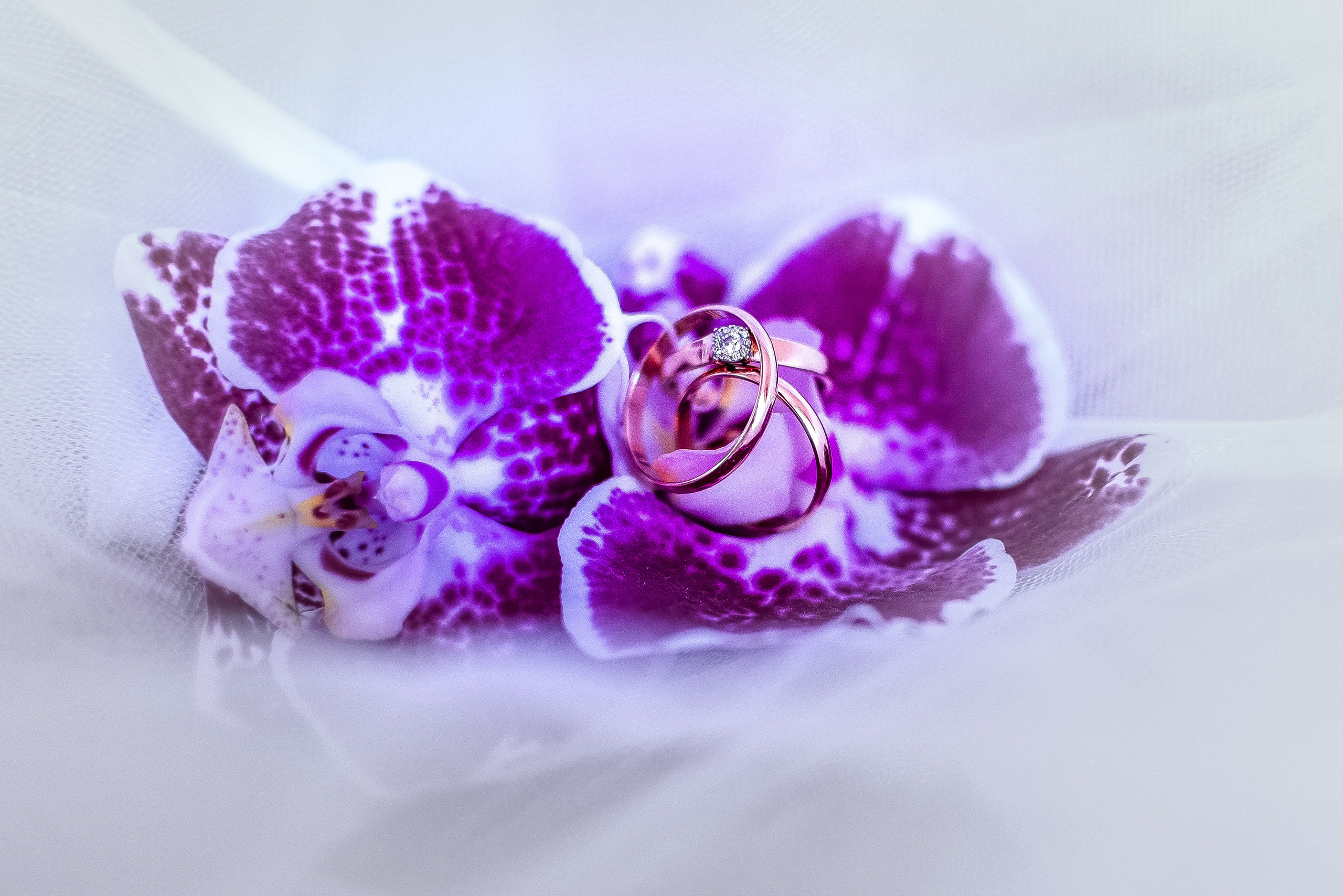 Сергей и Светлана. Свадебный, семейный, контент и портрет фотограф в Ростове-на-Дону Наталь