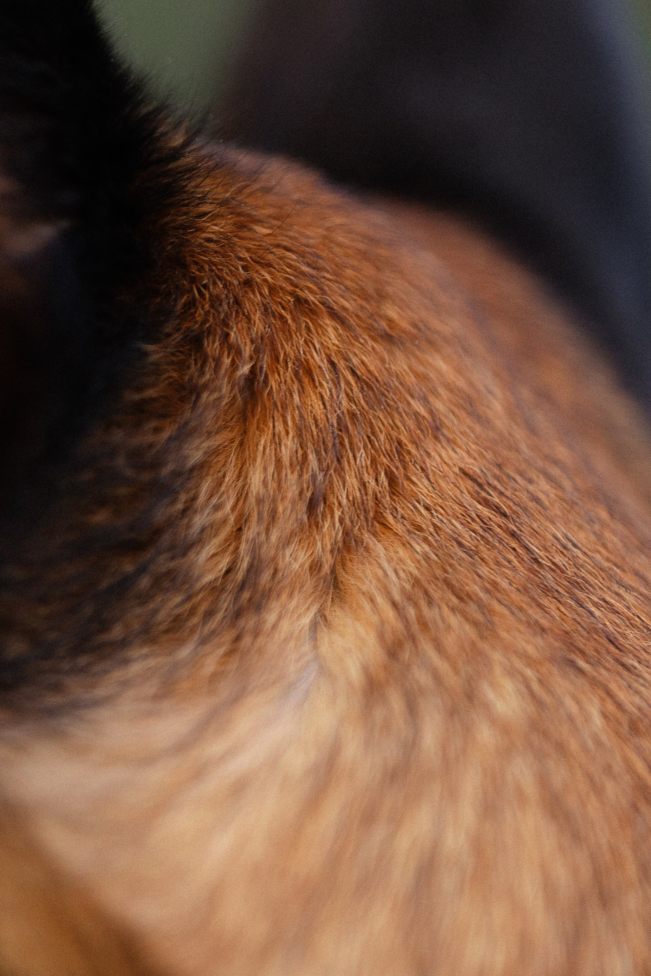 Галина и Кодекс. Фотограф и видеограф анималист Аганина Дарья