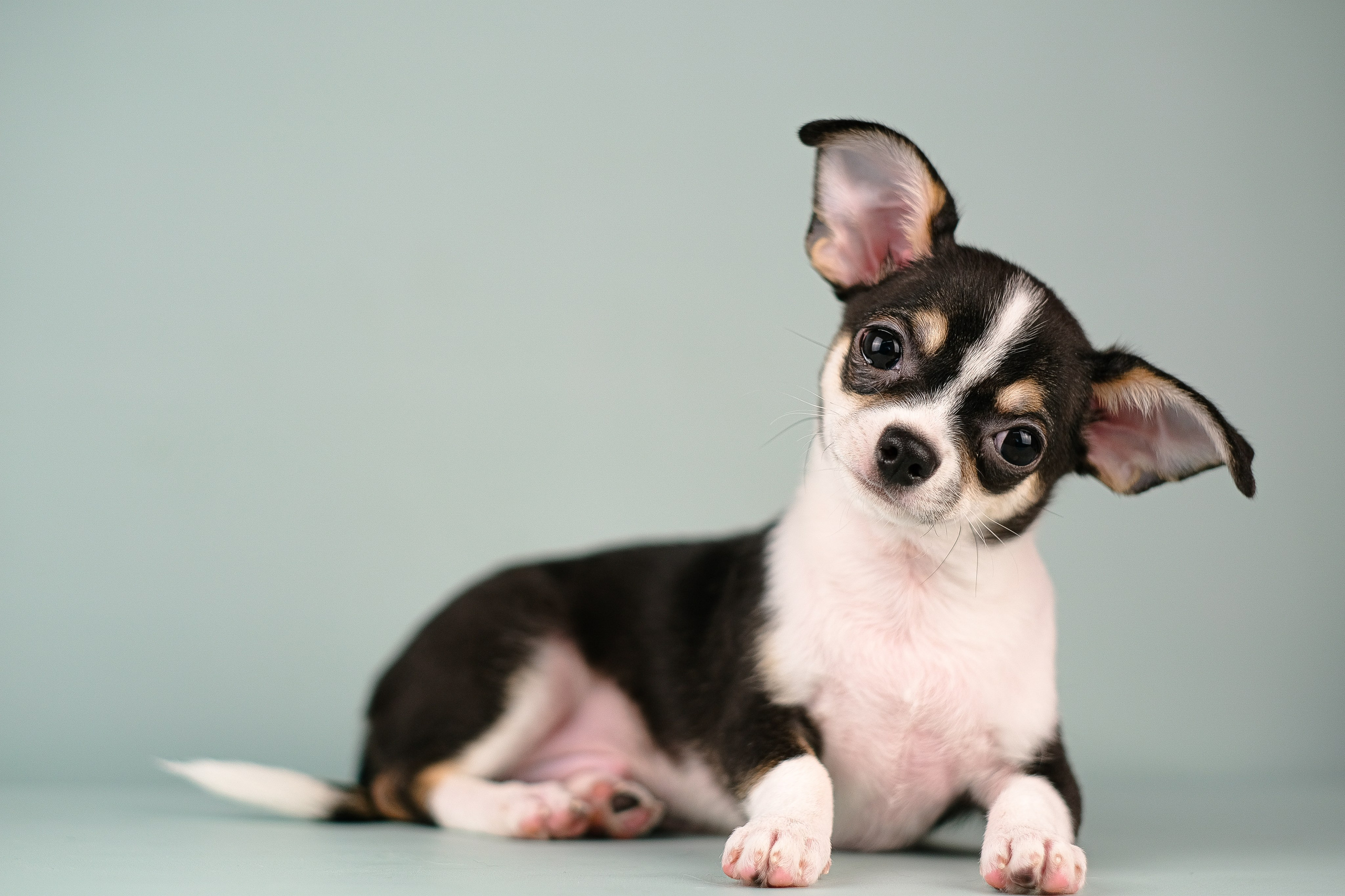 Чихуа хуа. Фотограф и видеограф анималист Аганина Дарья