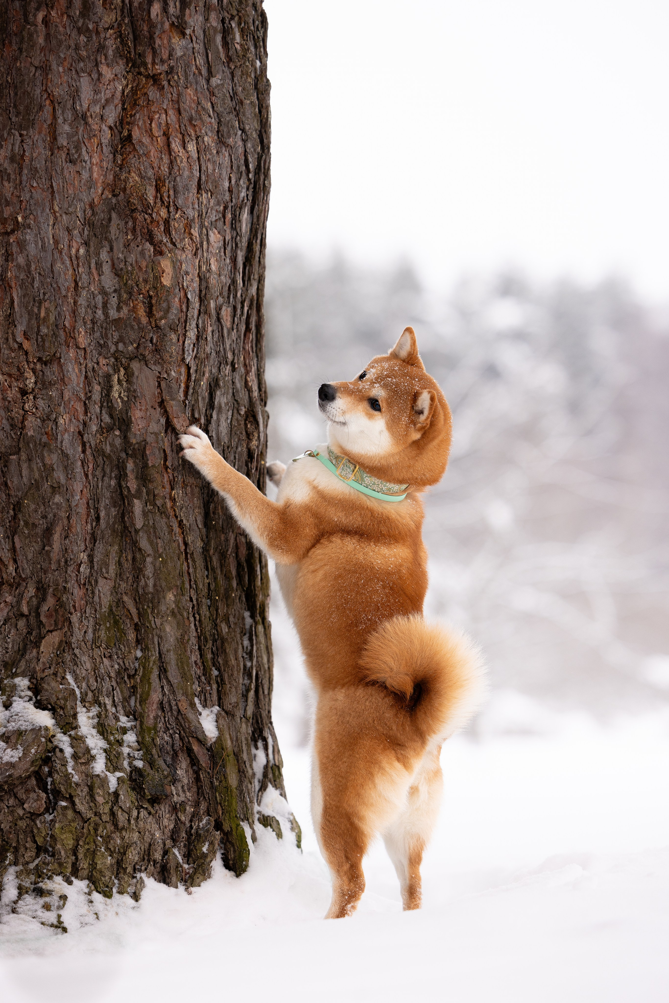 Юми, Серж и Тоши. Фотограф и видеограф анималист Аганина Дарья