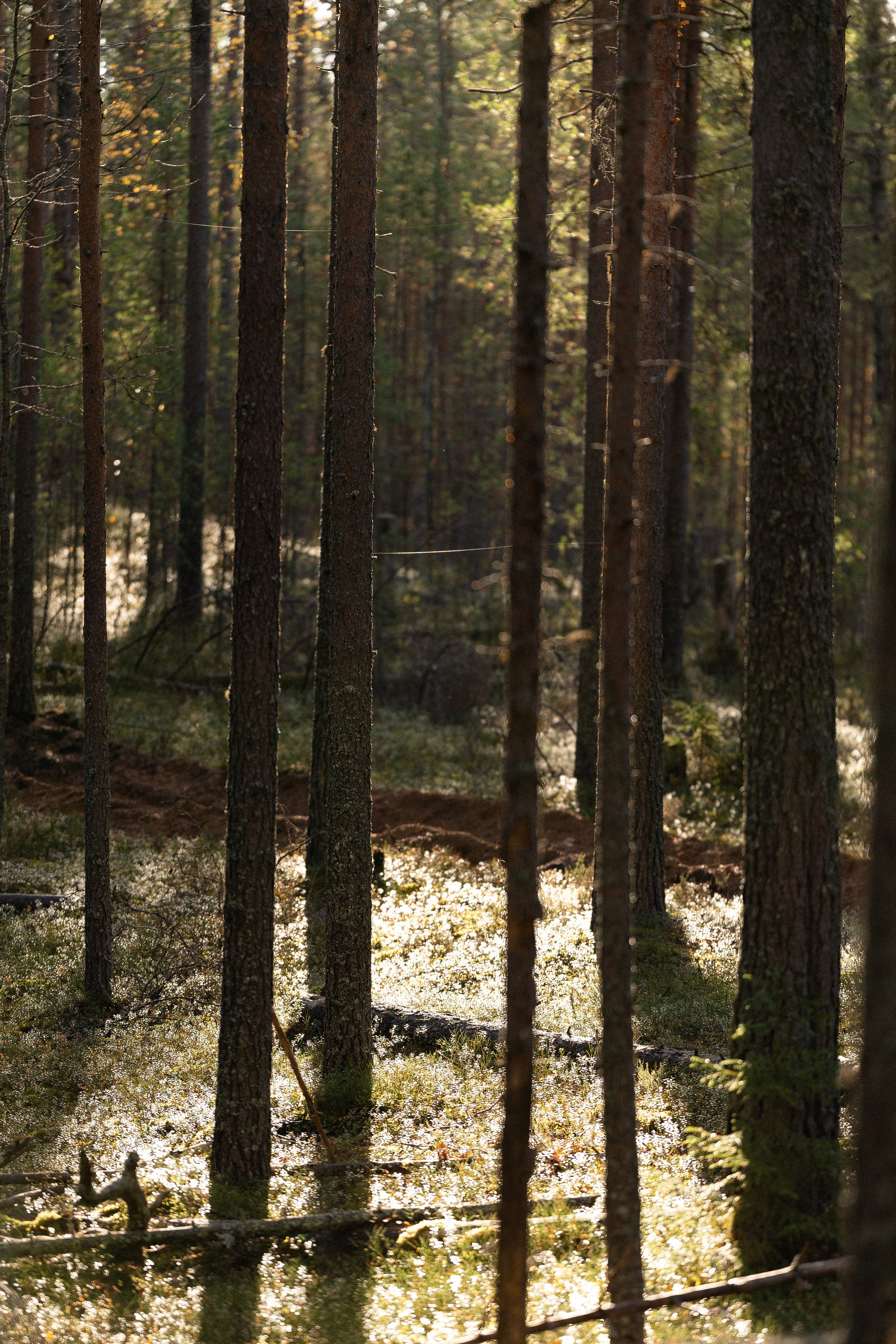 Karelia. Фотограф и видеограф анималист Аганина Дарья