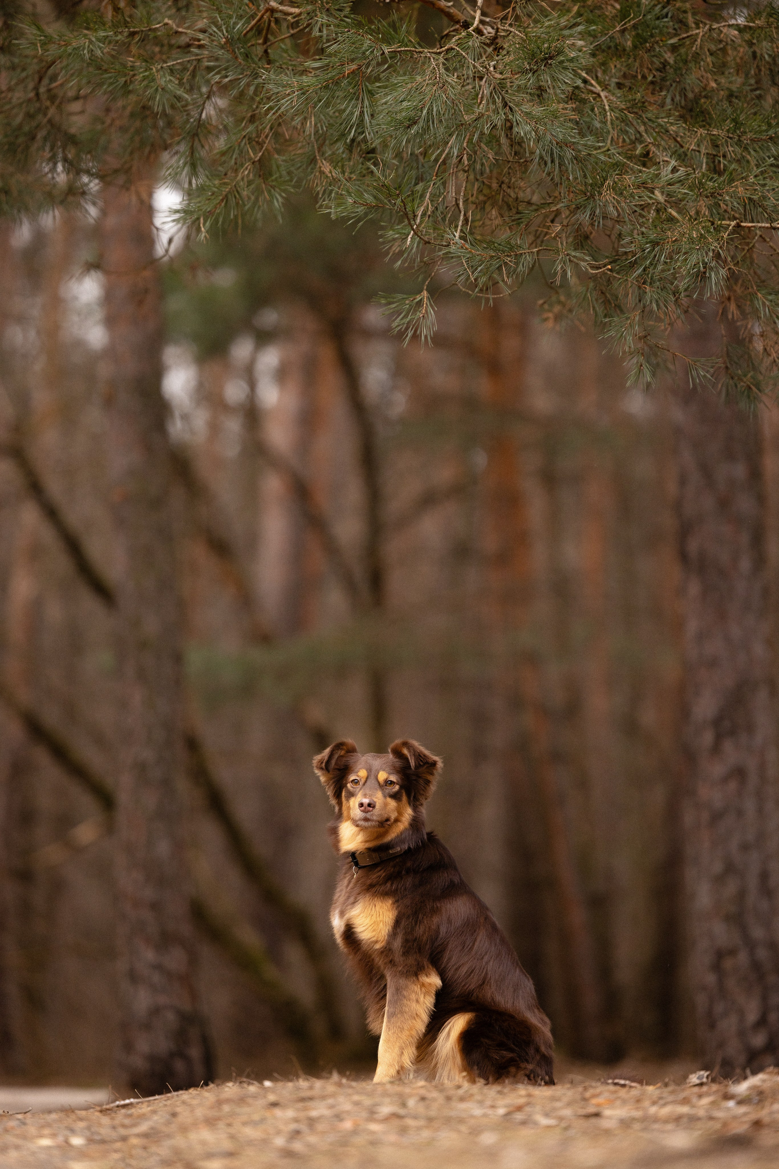 Катя и Мёд. Фотограф и видеограф анималист Аганина Дарья