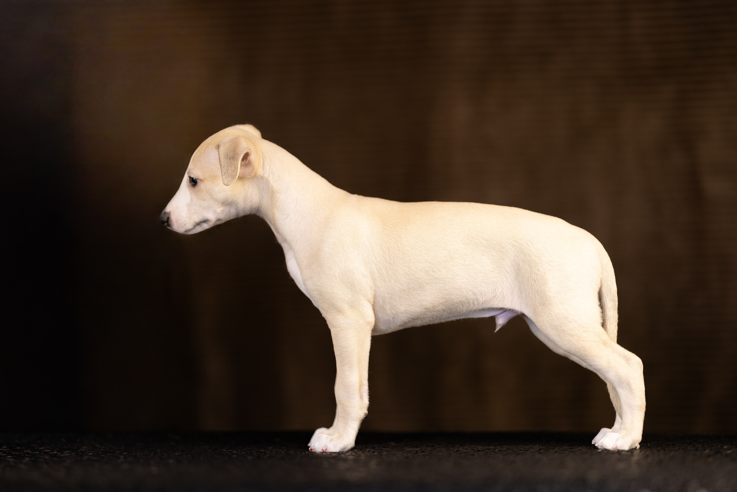 Уиппет. Фотограф и видеограф анималист Аганина Дарья