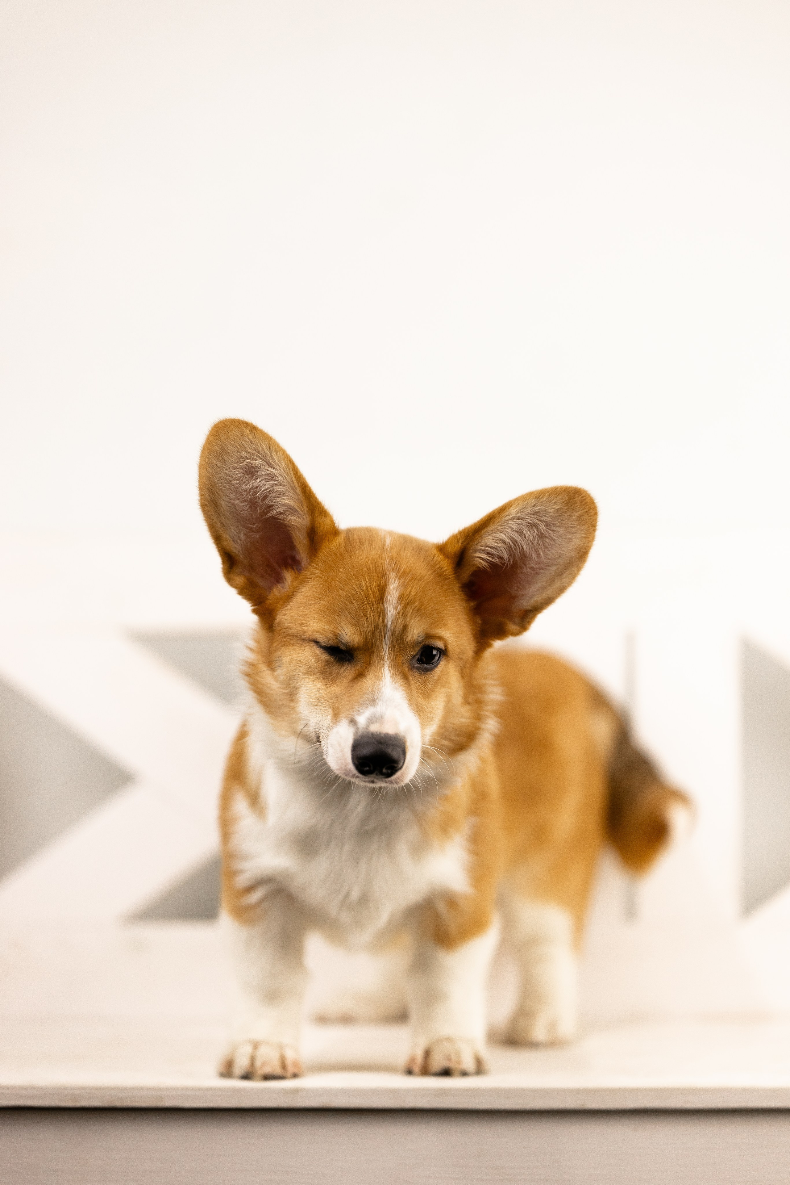 Корги. Фотограф и видеограф анималист Аганина Дарья