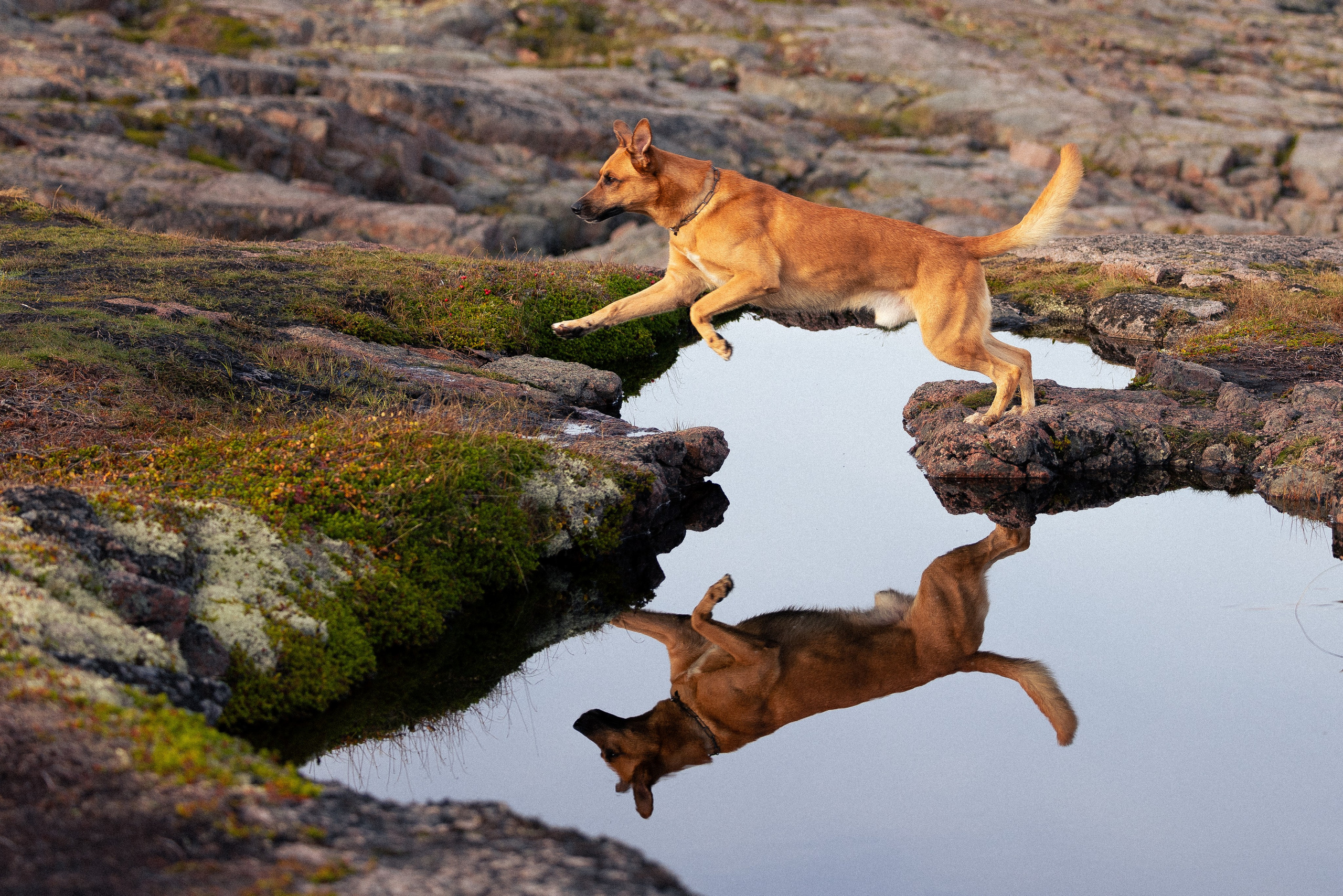 Кольский. Фотограф и видеограф анималист Аганина Дарья