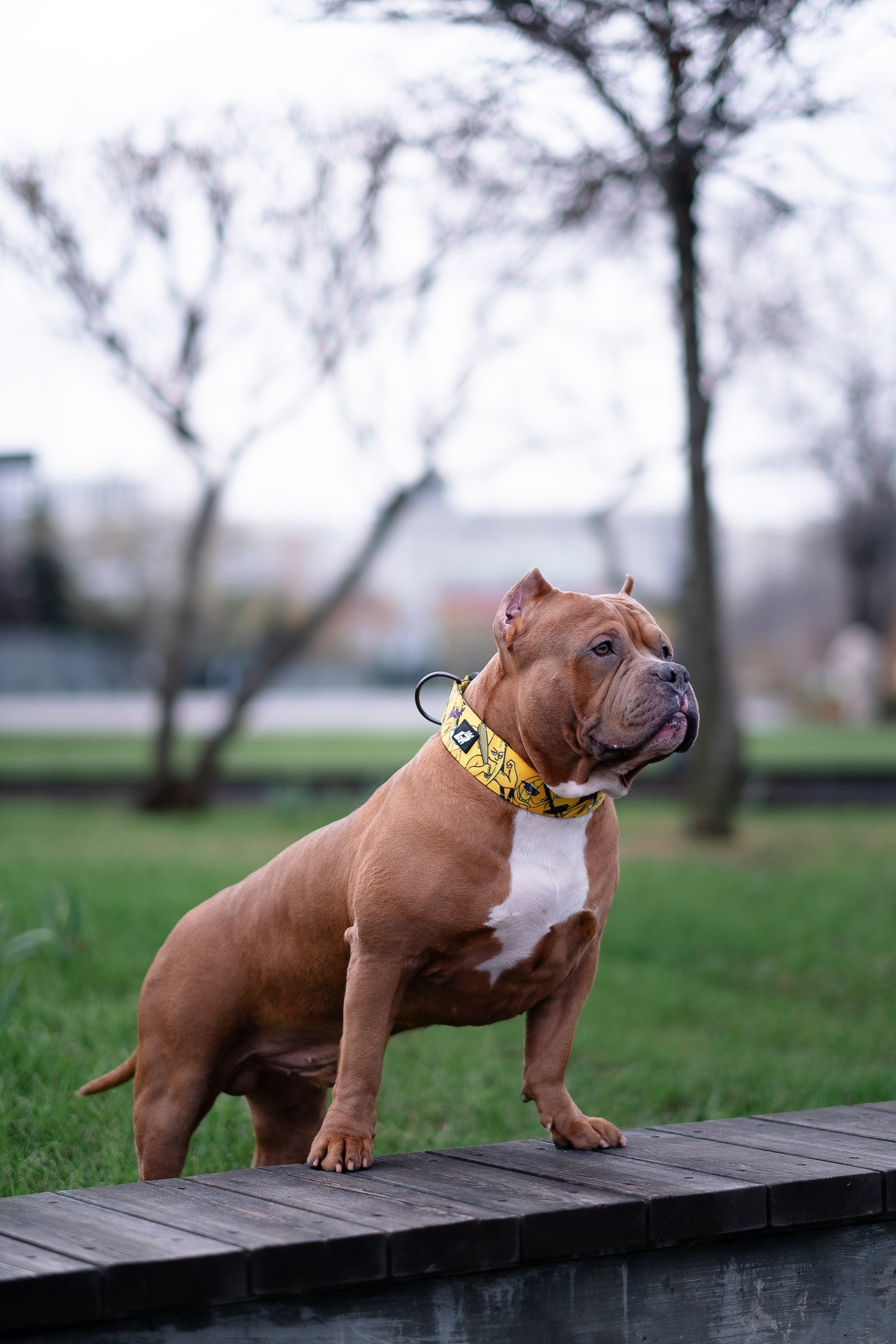 Спай и его семья. Фотограф и видеограф анималист Аганина Дарья