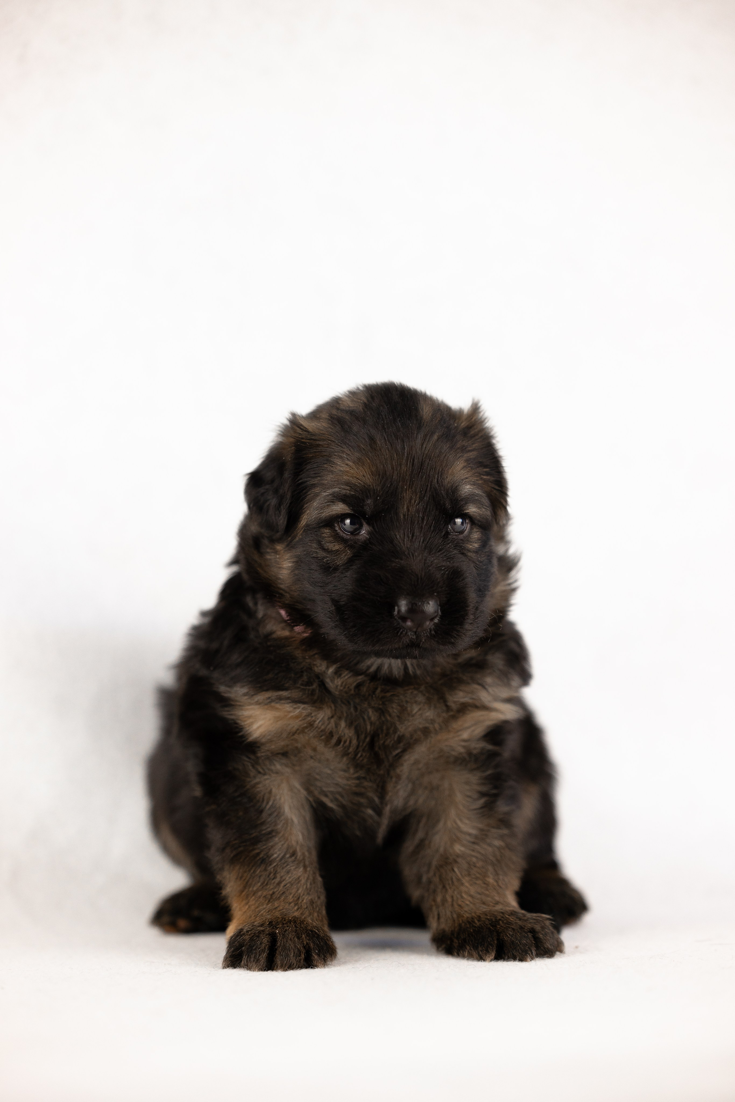 Немецкая овчарка. Фотограф и видеограф анималист Аганина Дарья