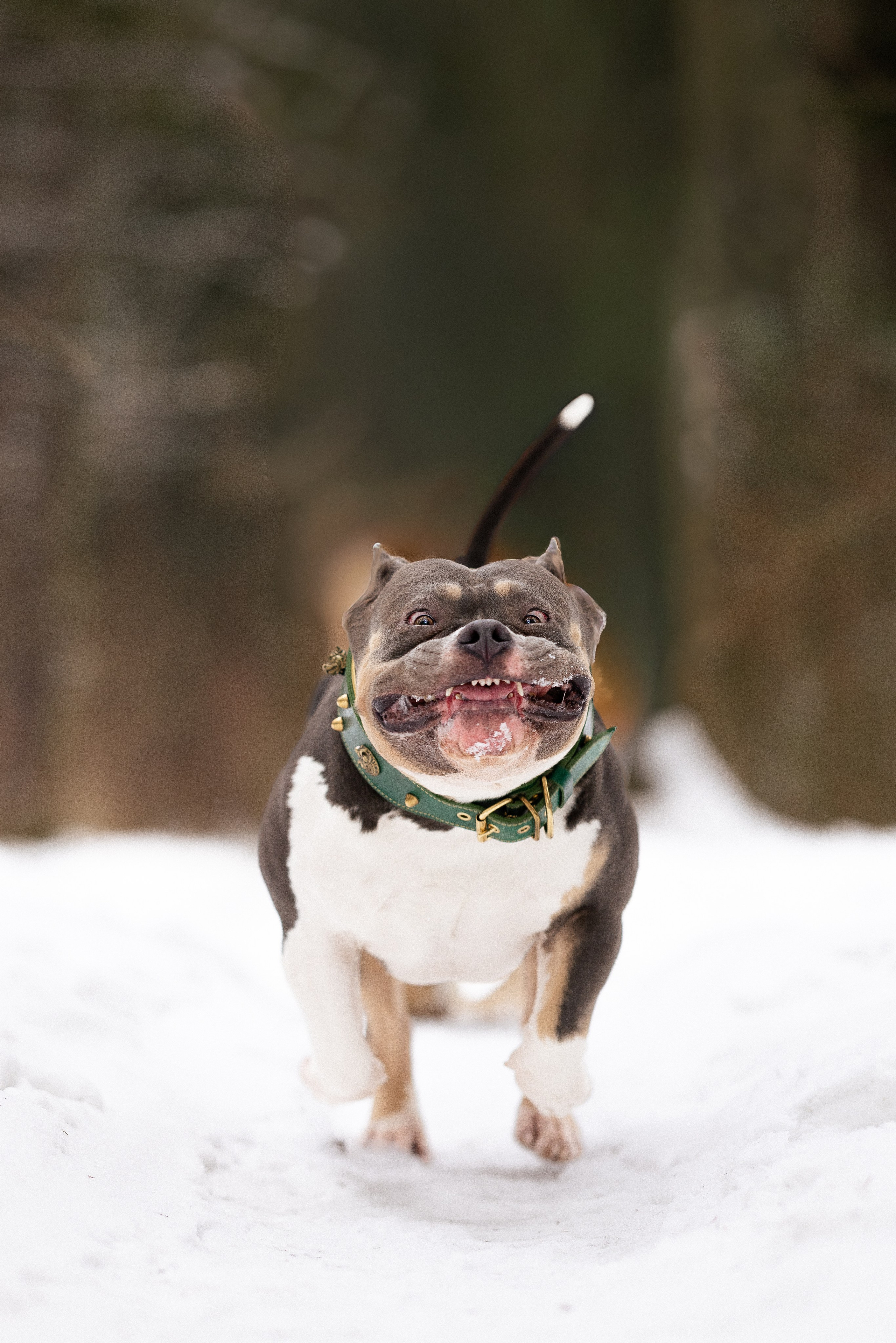 Лера и Наган. Фотограф и видеограф анималист Аганина Дарья