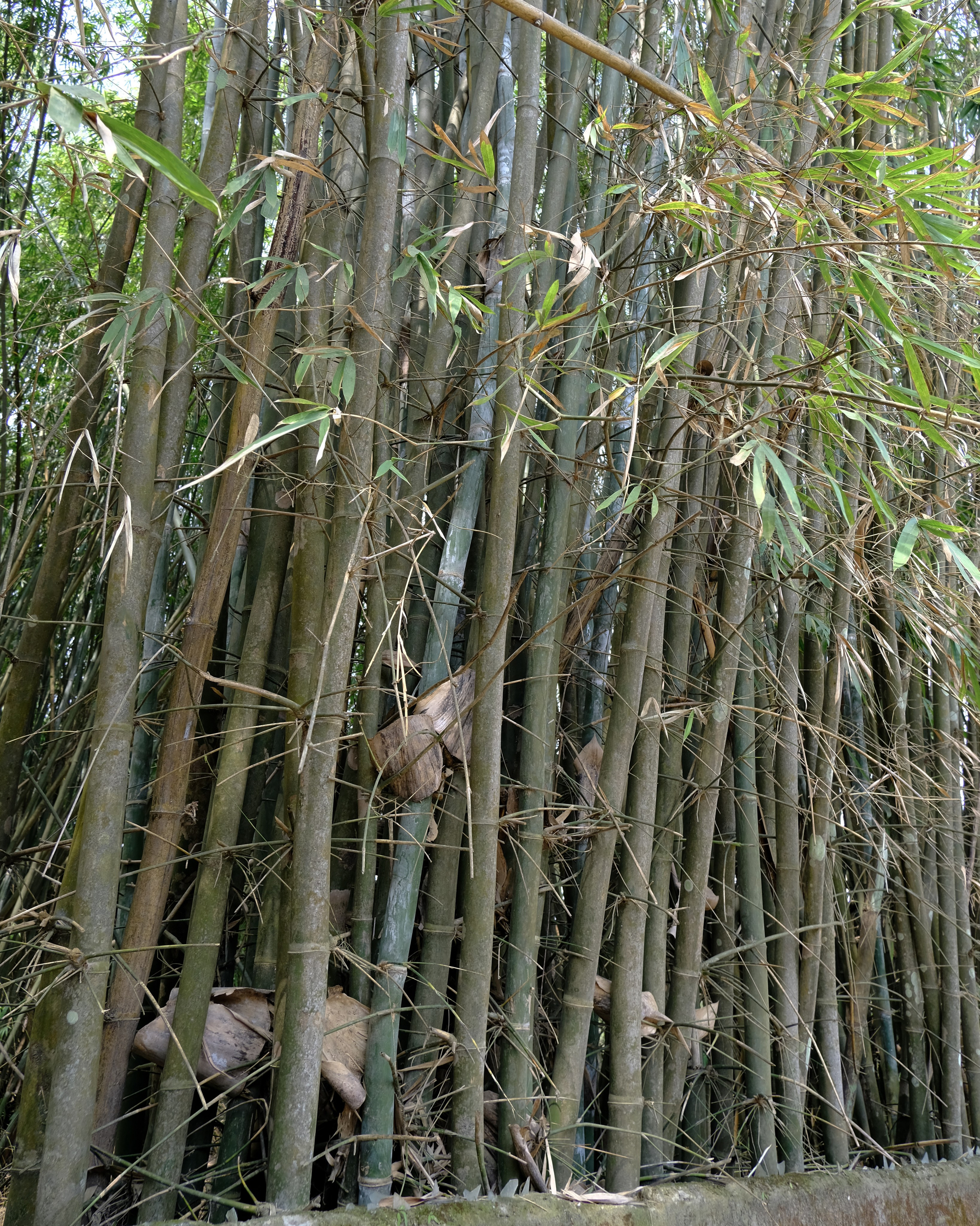 Ассам и Казиранга. Фотографии из путешествий