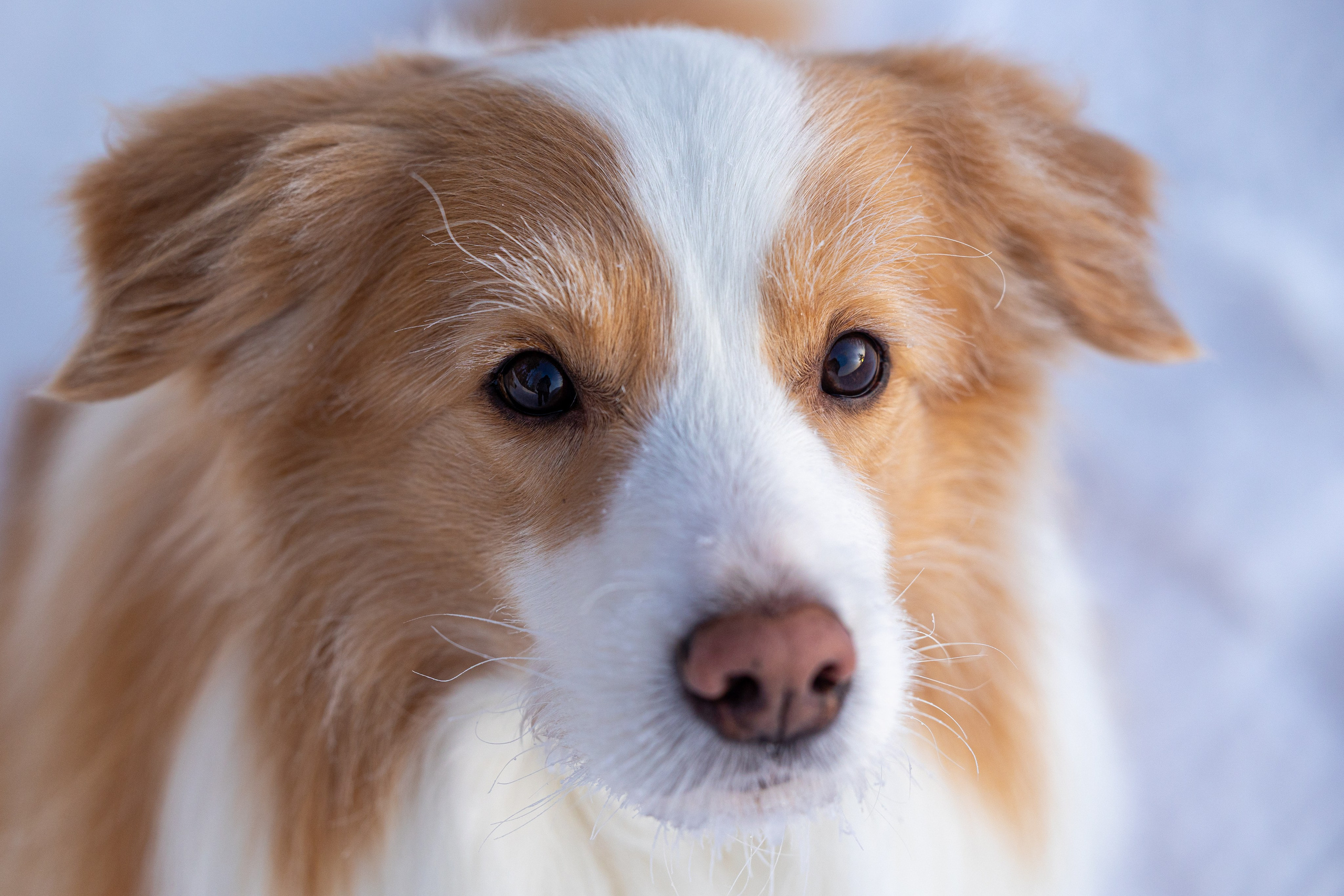 Бордер колли Прайм, Вэй и Лёля. Фотограф-анималист Natalia Deingel | Фотосъемка собак в Москве