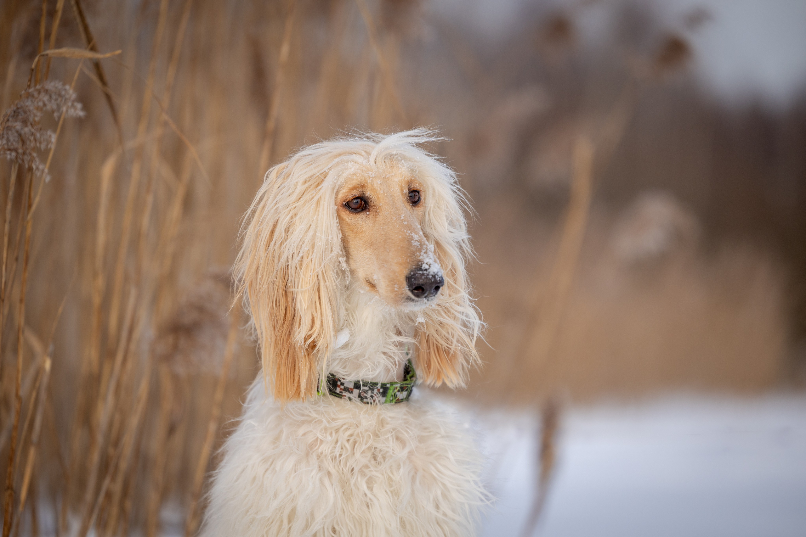 Игры афганов в снегу. Фотограф-анималист Natalia Deingel | Фотосъемка собак в Москве
