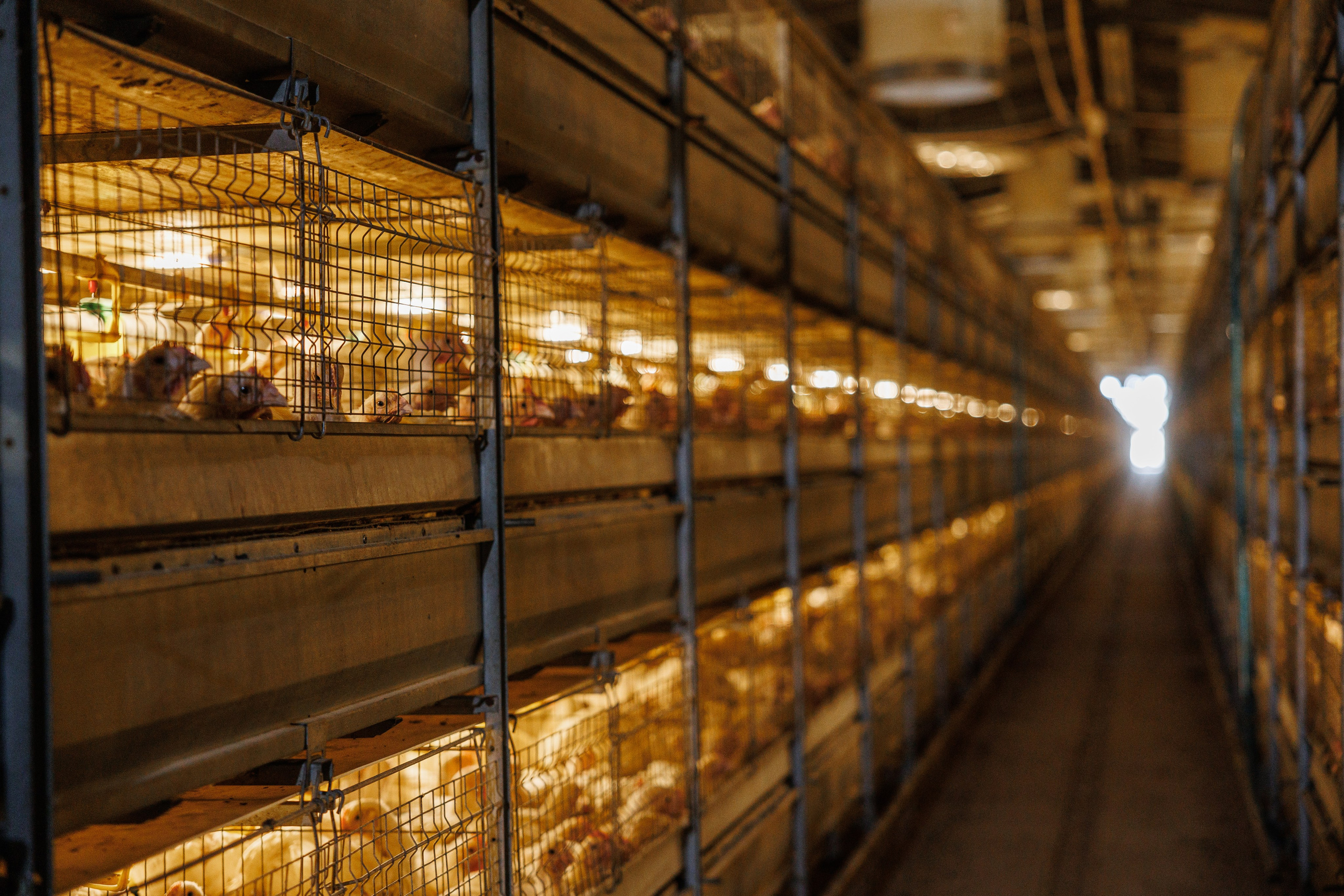 Баканский Бройлер. Фотограф Ставрополь Петр Голубенко