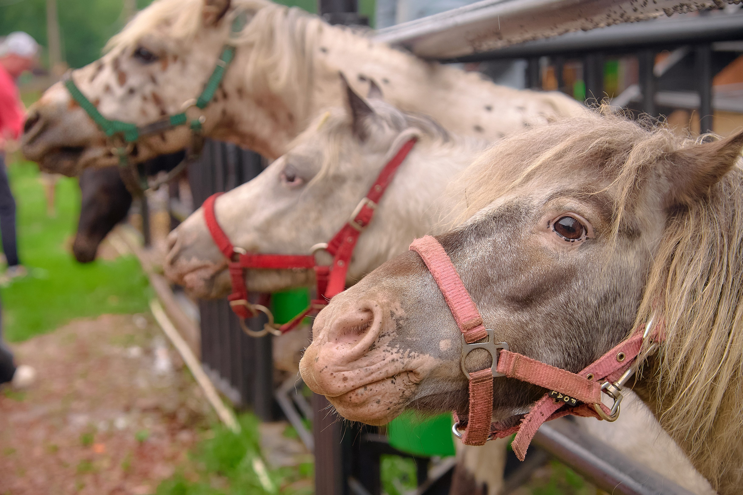 Ранчо «Шарье». Сеть магазинов «Калина-Малина». Фотограф Яковлев Роман — Красноярск