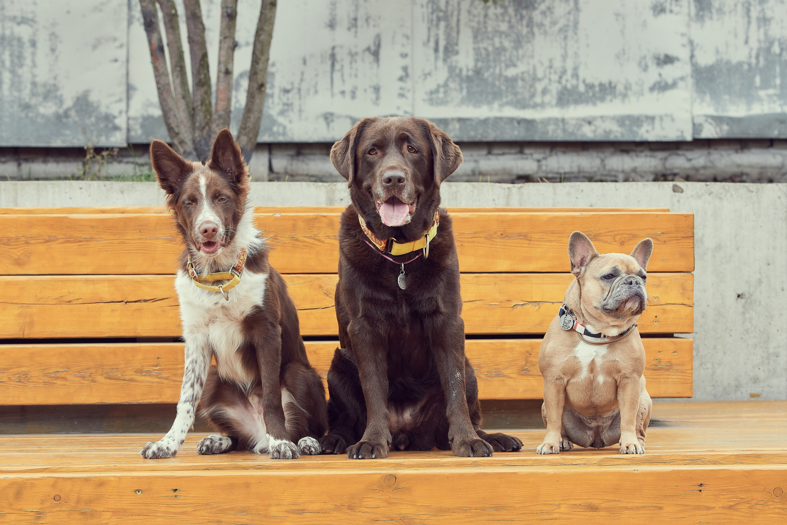 Портретная фотосессия Софы и питомцев. Екатерина Осипова — профессиональный фотограф в Москве