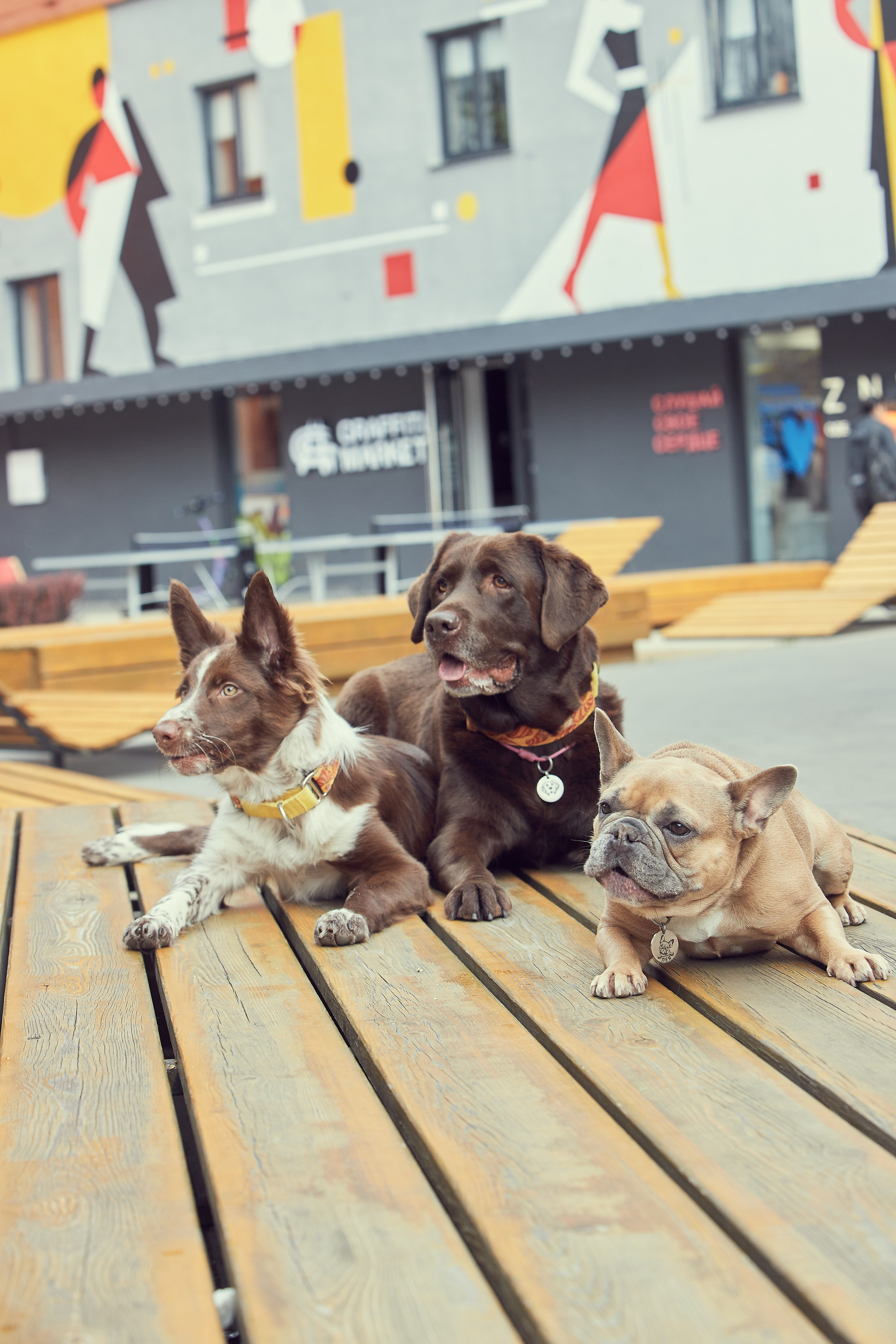 Портретная фотосессия Софы и питомцев. Екатерина Осипова — профессиональный фотограф в Москве