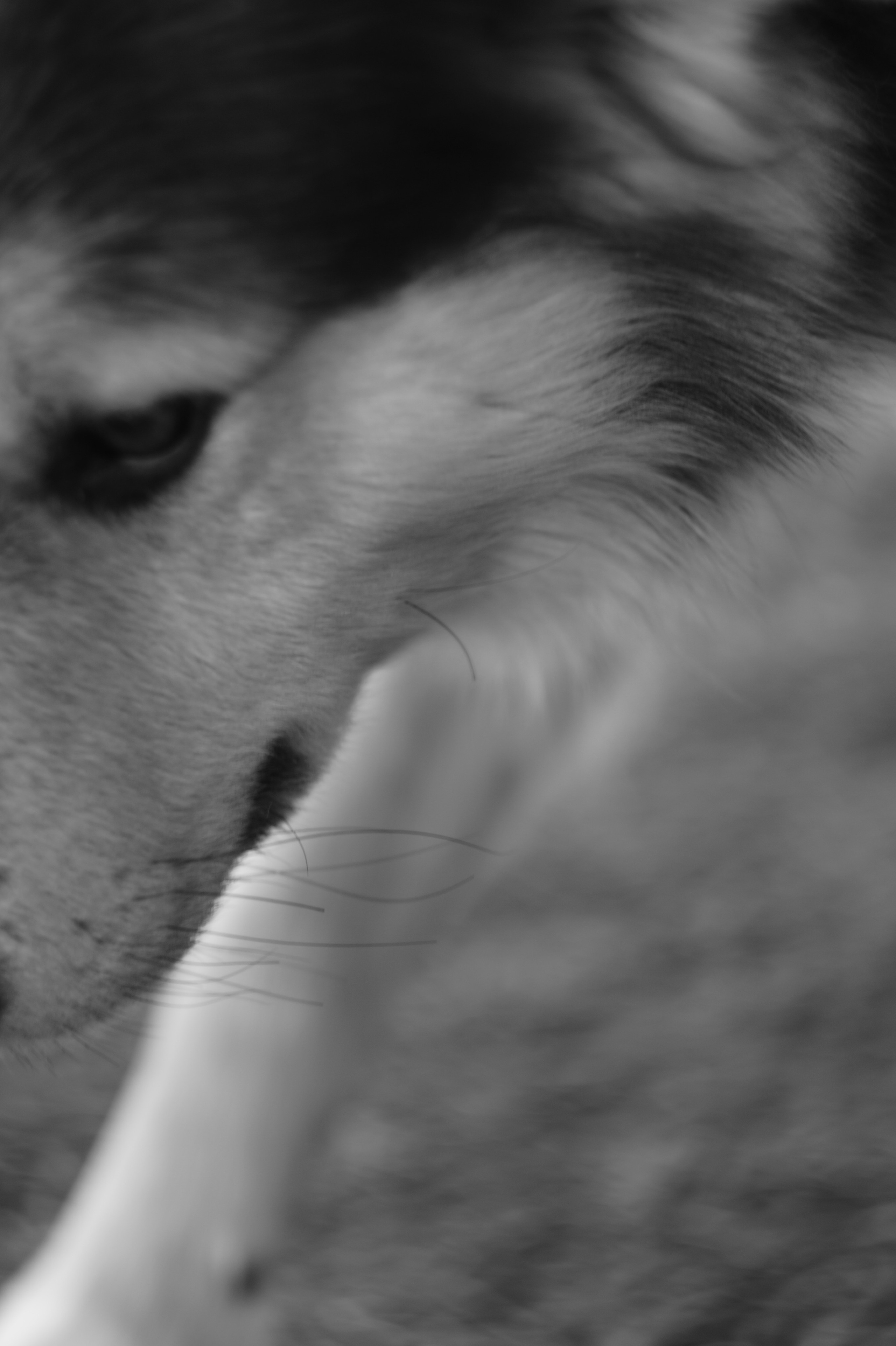 Dogs. Профессиональный фотограф