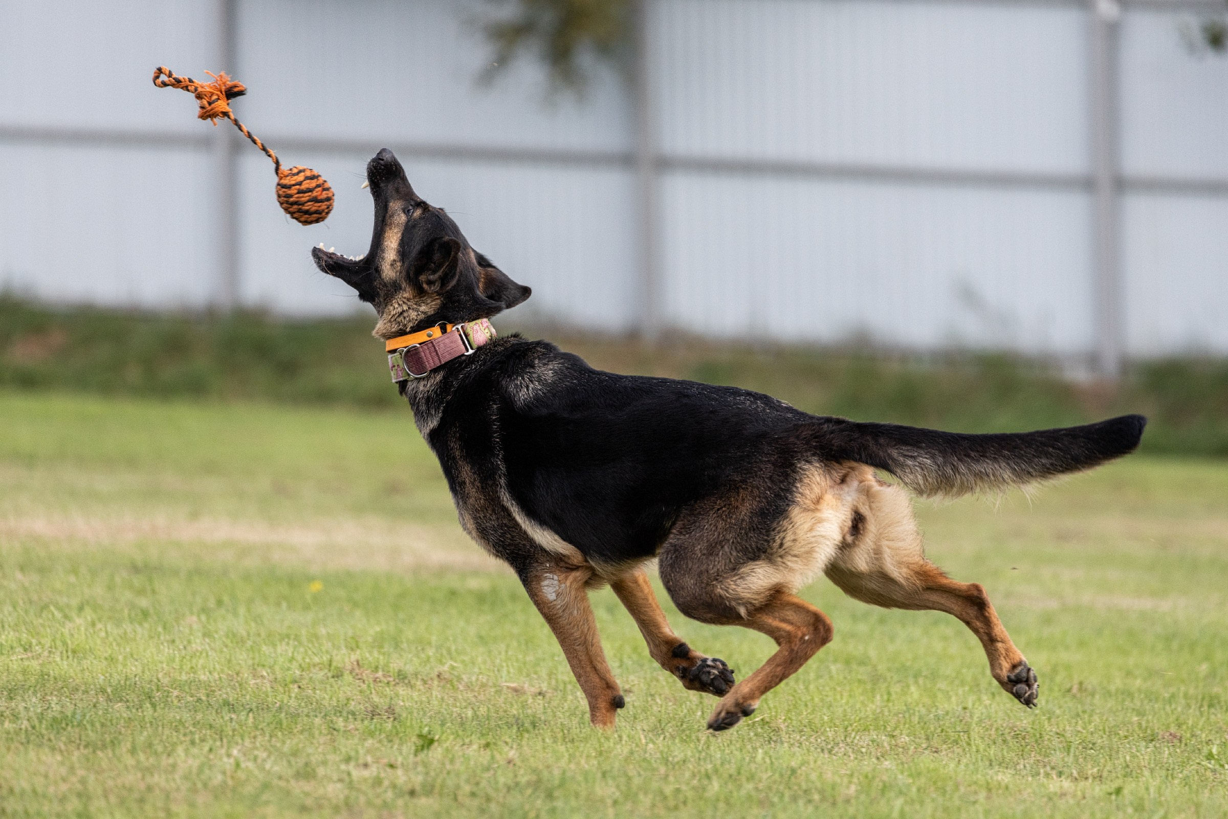 Дог-фризби. Irenephoto.ru