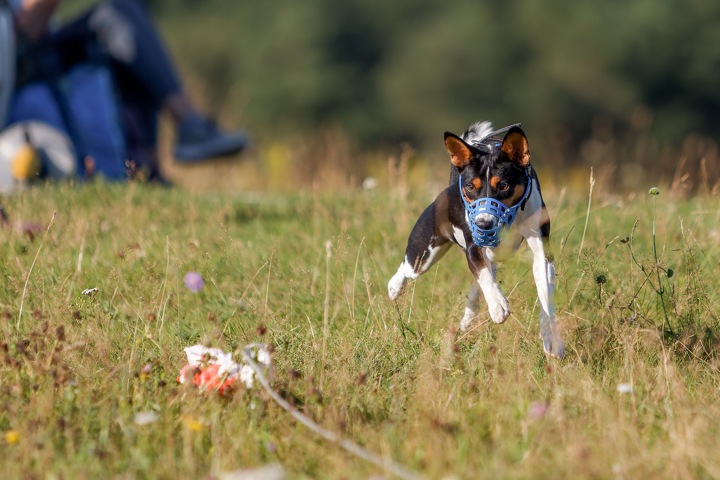 Собаки в движении. Irenephoto.ru