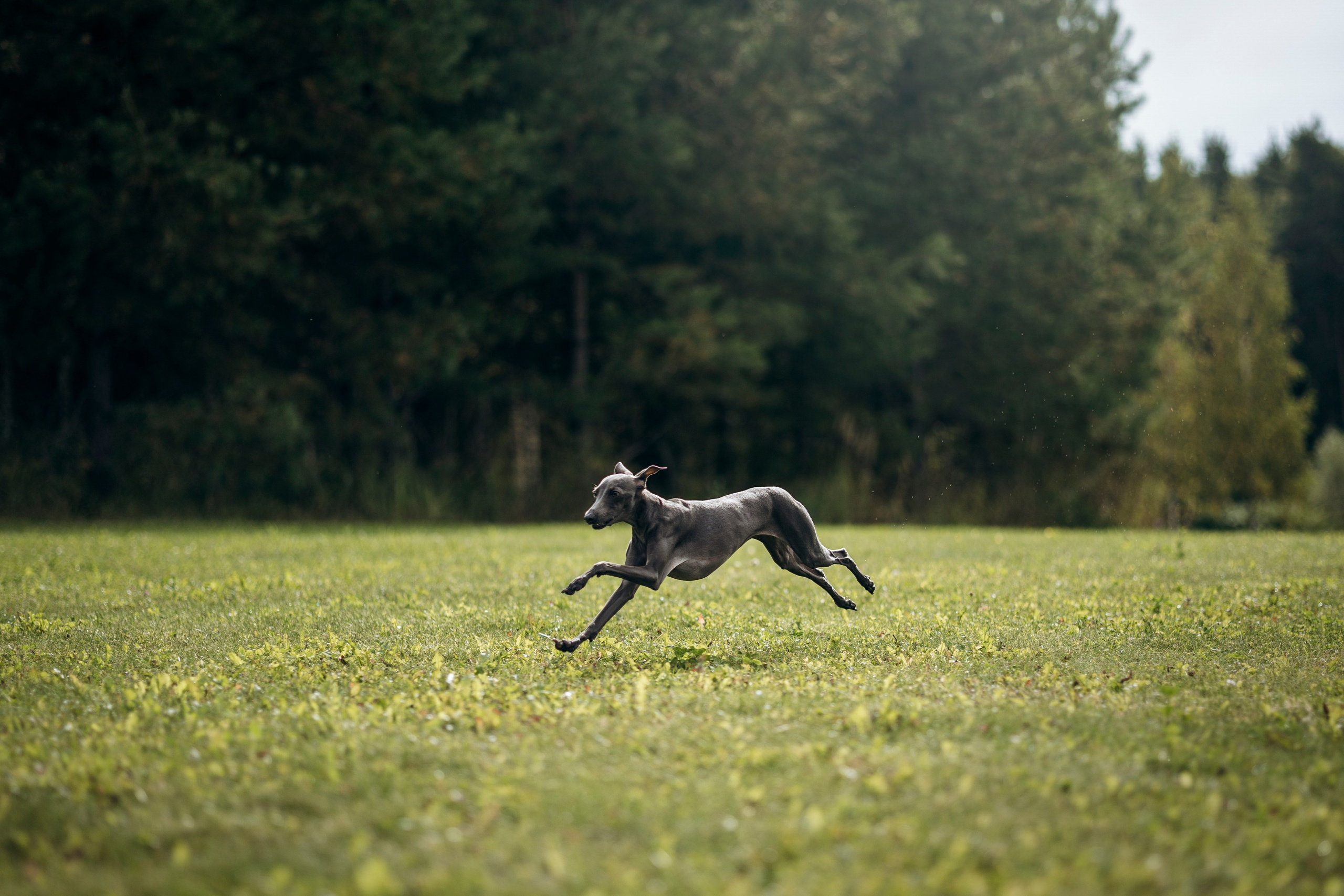 Лучик и ее семья. Фотограф — Анималист | Санкт-Петербург