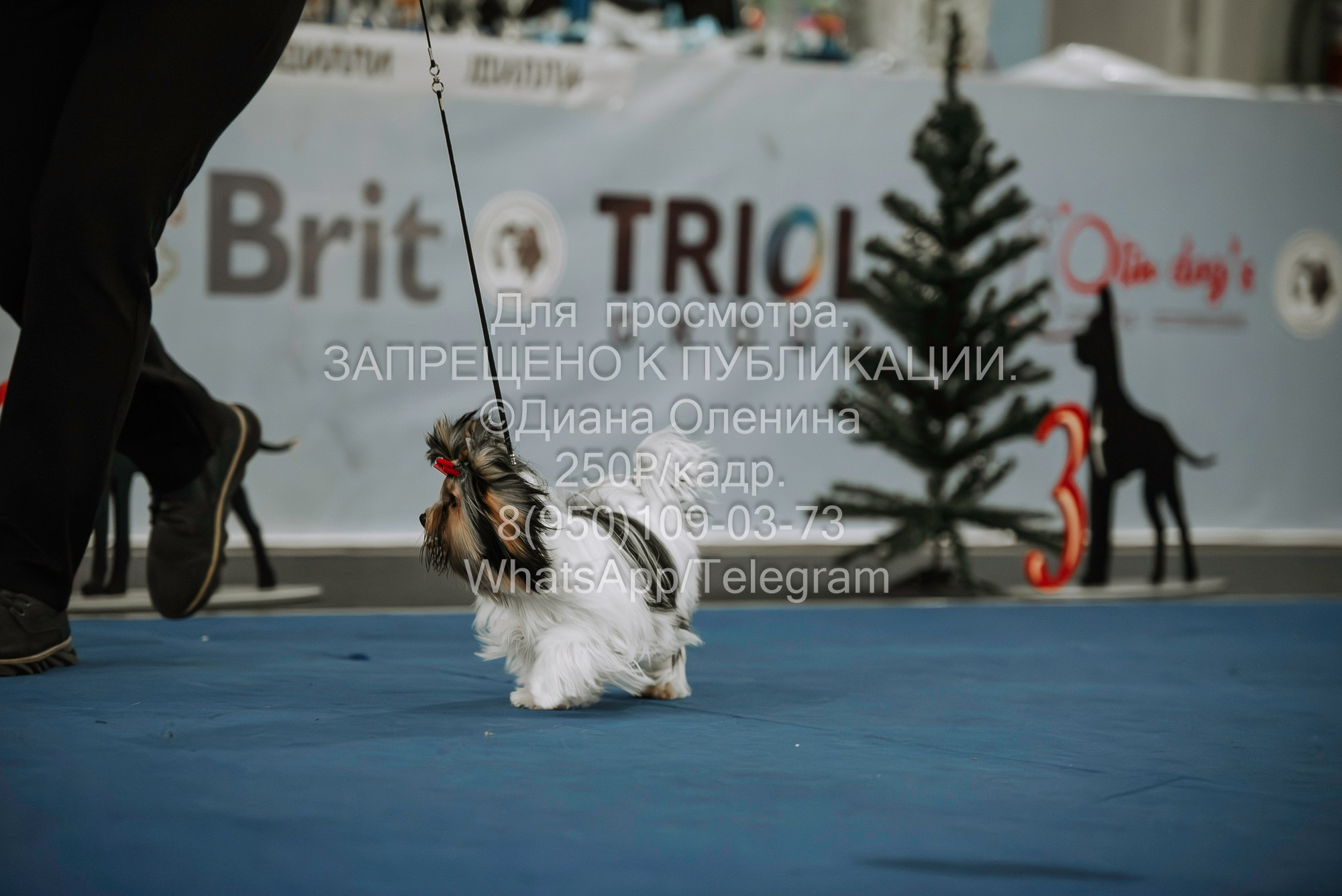 Выставка собак Красноярск 29.10.2023. Фотограф Диана Оленина Красноярск / Братск