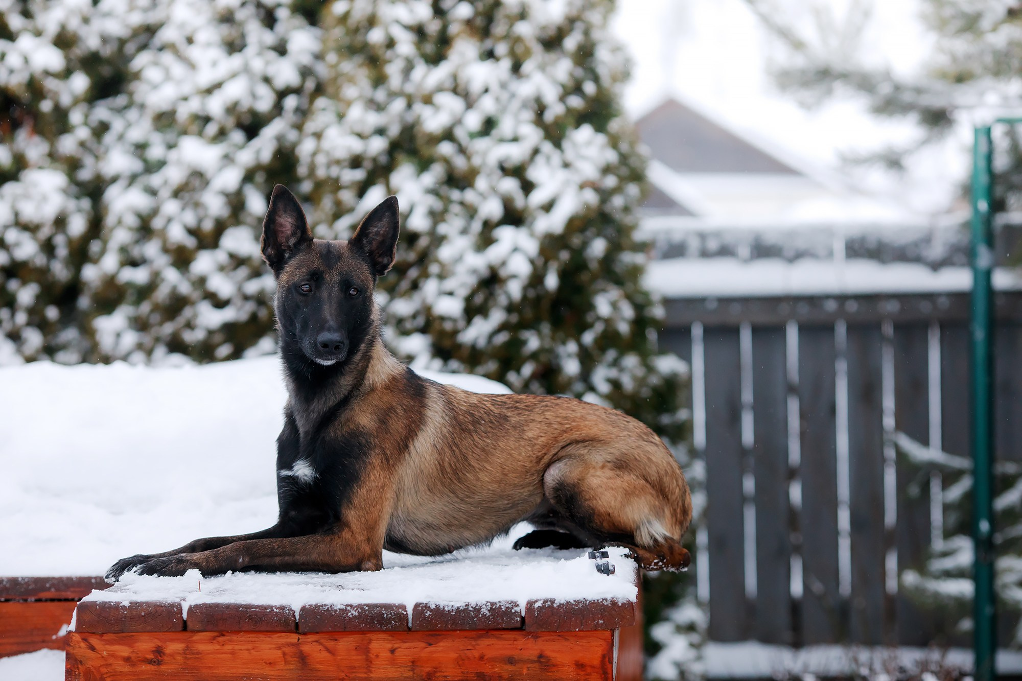 Зимние портреты. Фотограф-анималист Mary Mart — Москва, Питер