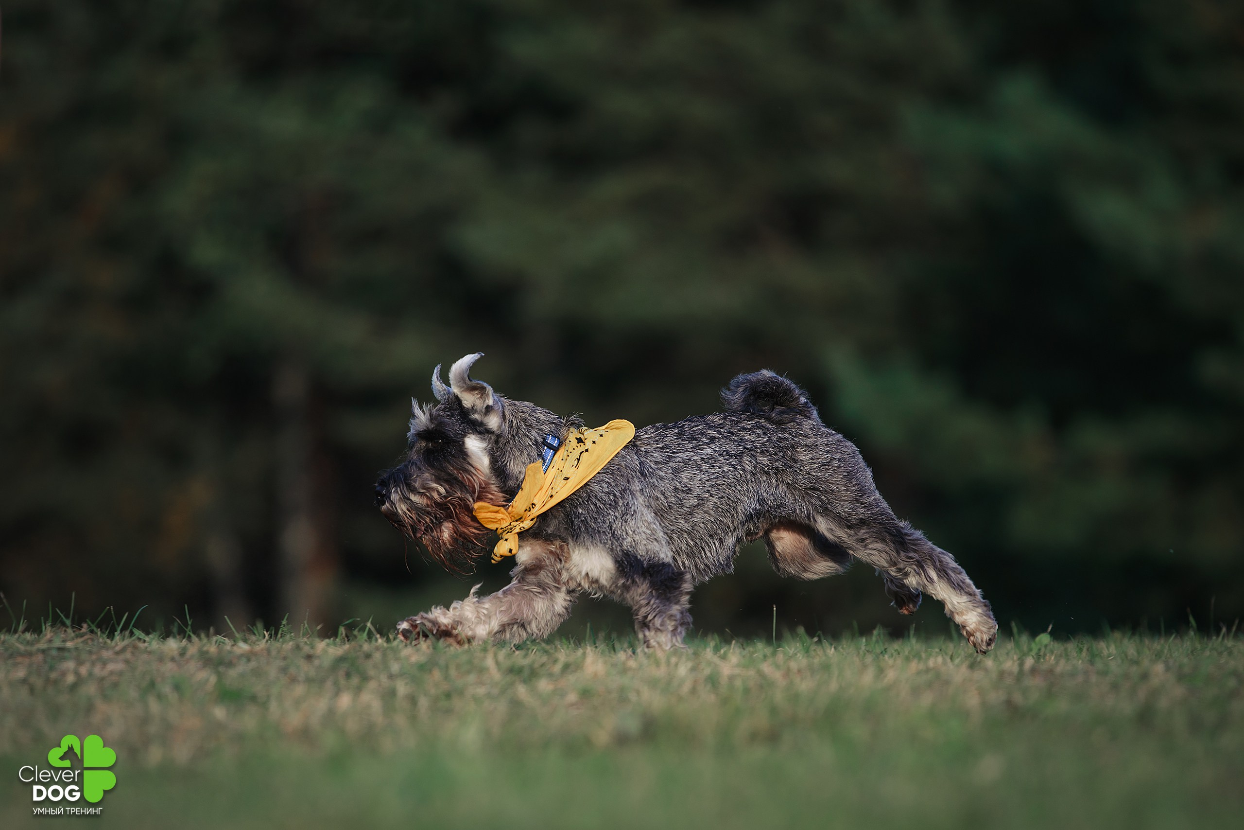 Кинологический лагерь CleverDog, 2024. Фотограф-анималист Mary Mart — Москва, Питер